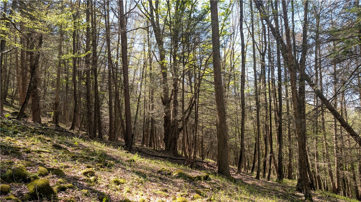 Lot 5 East River Road Andes, NY 13731 - Photo 23 of 39