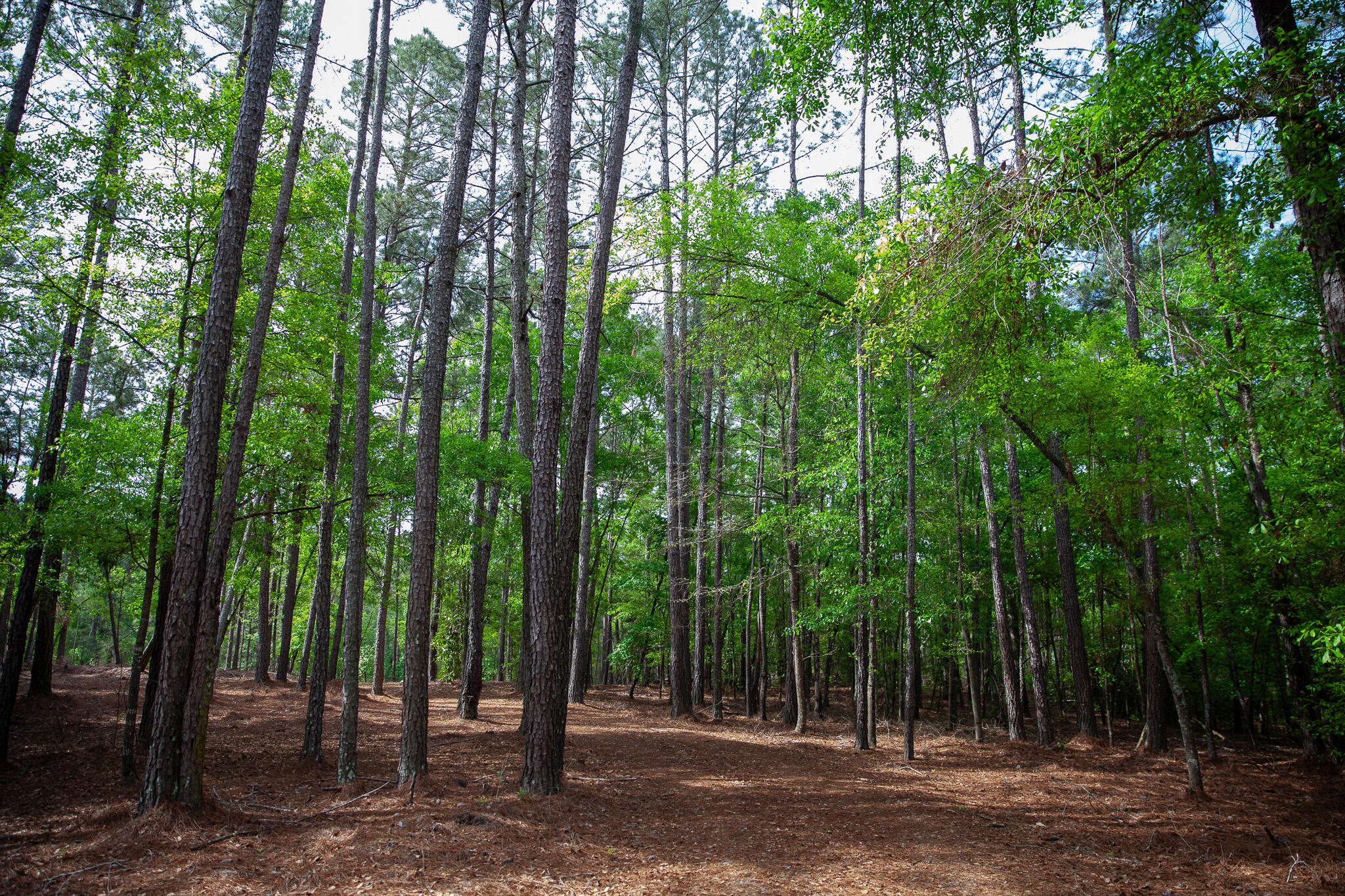 6011 Old Union Road Harlem, GA 30814 - Photo 18 of 45 IMG_5235