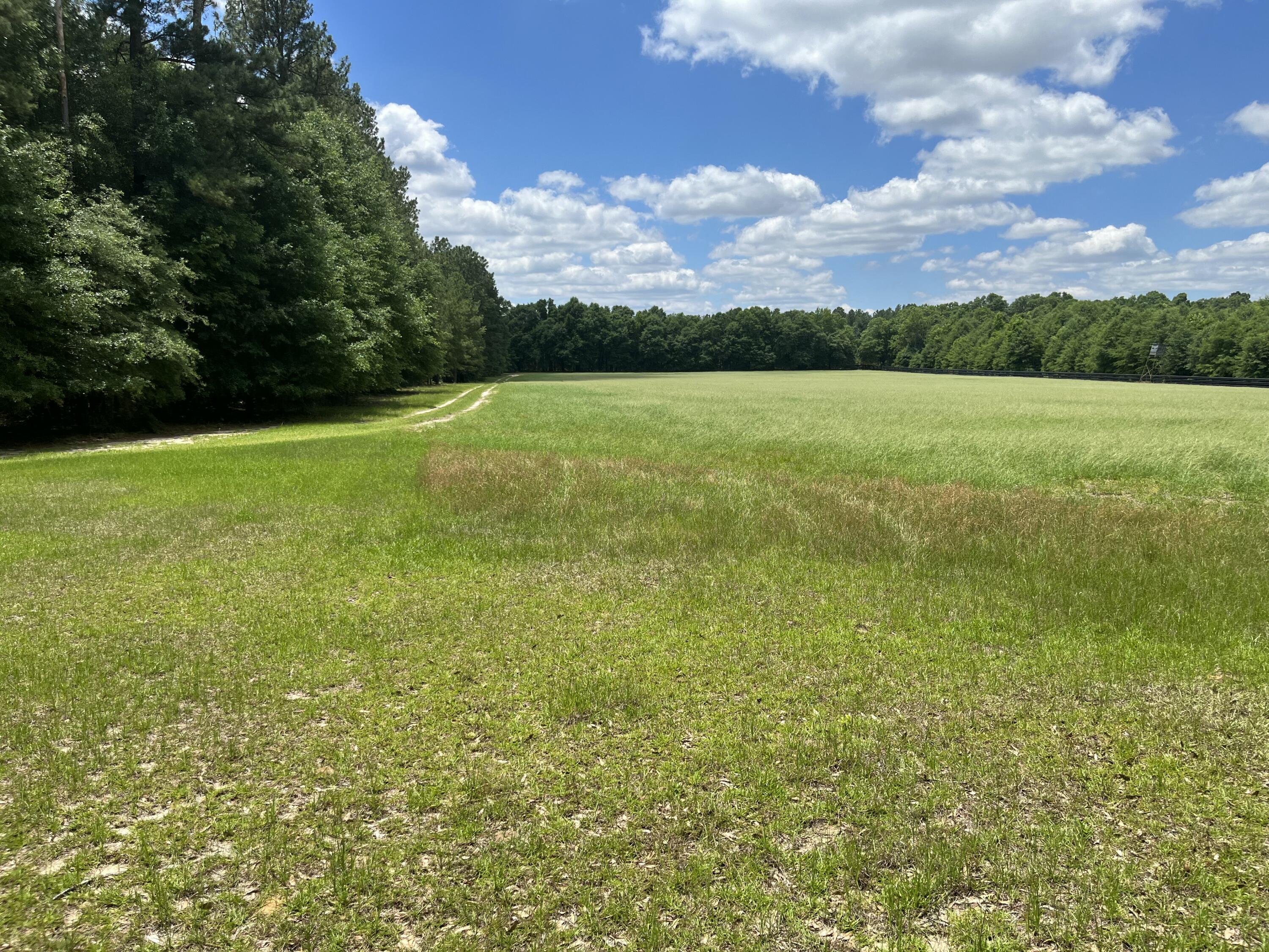 1114 Lott Bluff Road Blackville, SC 29817 - Photo 118 of 164