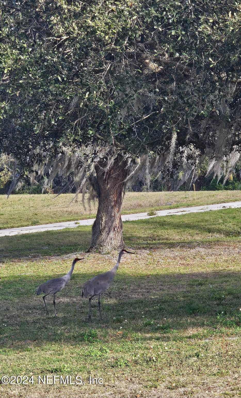 0 Lily Trail Interlachen, FL 32148 - Photo 15 of 22 a view of a yard with an outdoor space