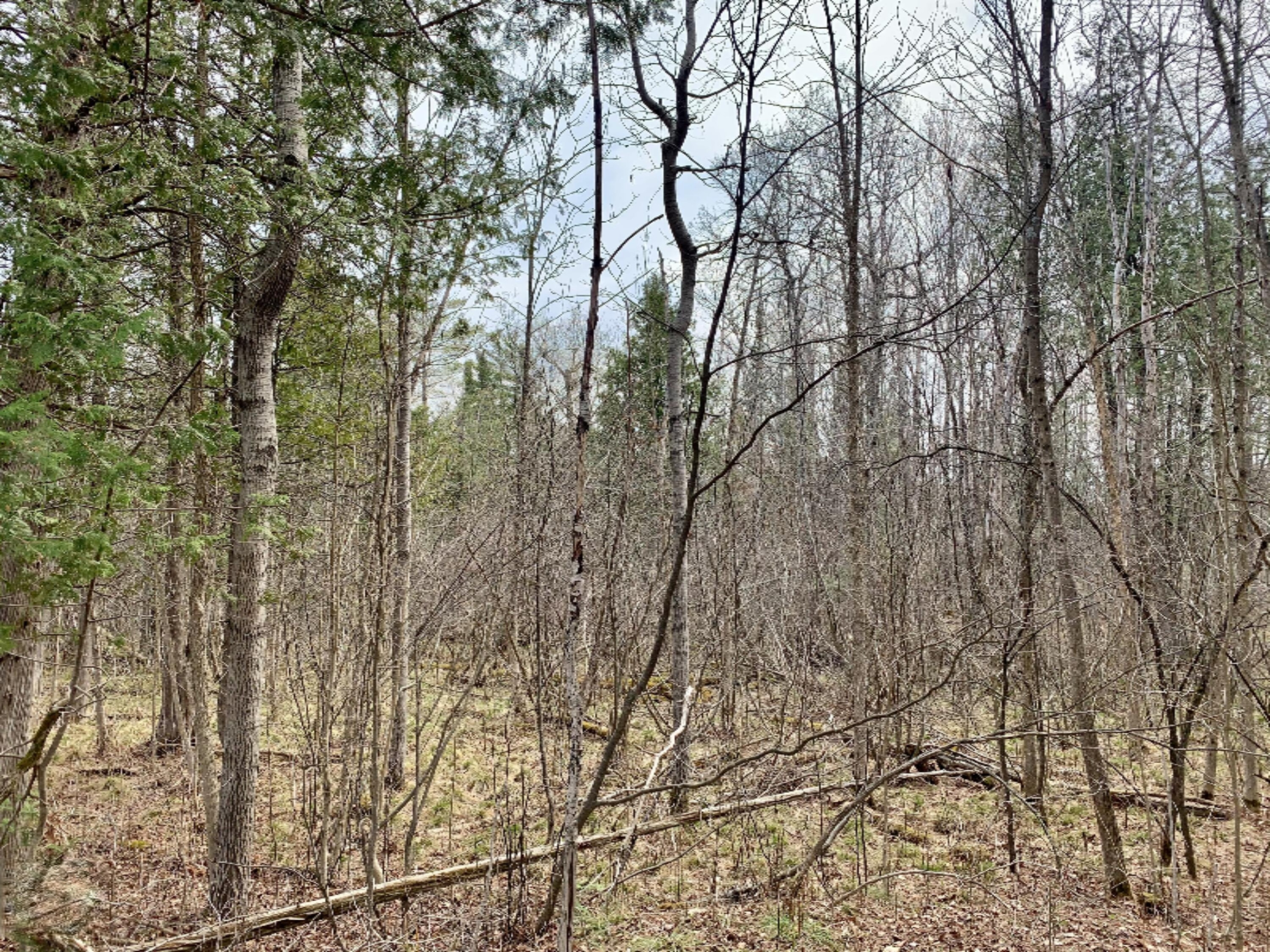 22313 10 Mile Road Reed City, MI 49677 - Photo 6 of 6 IMG_1907