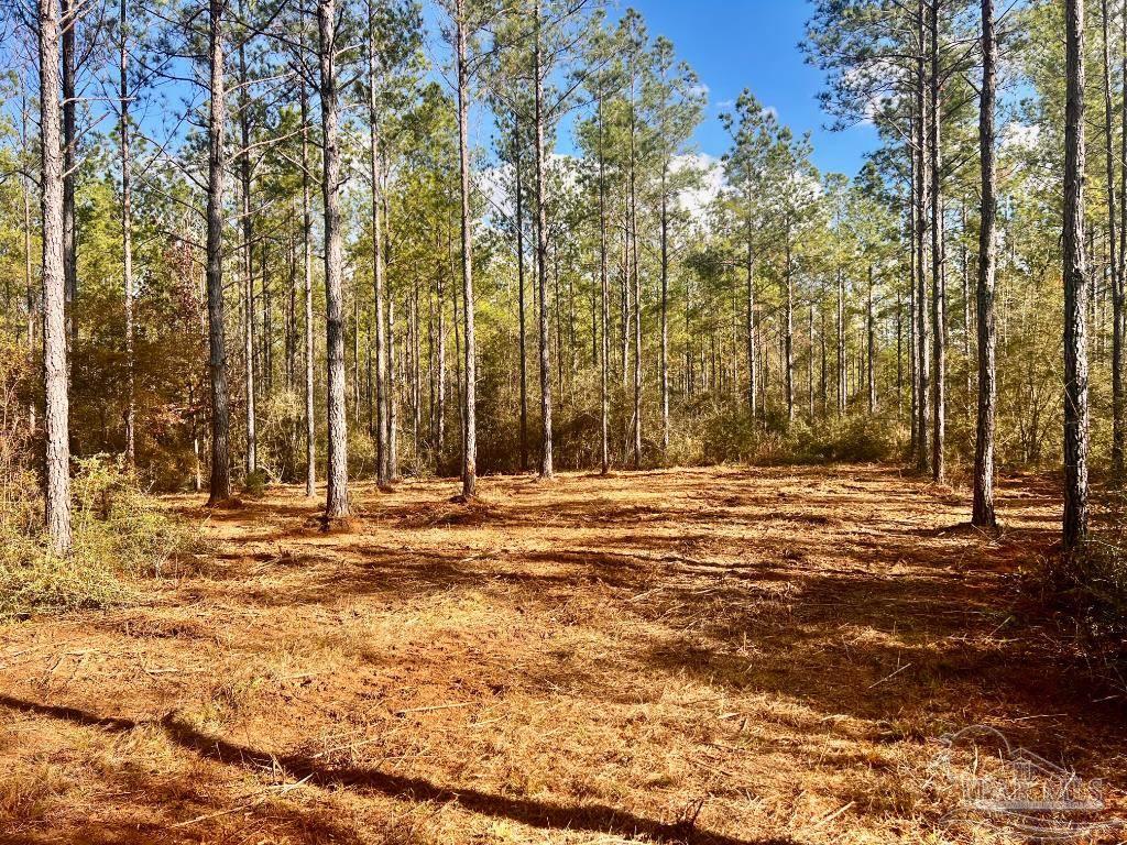 Lot 13 Denali Road Jay, FL 32565 - Photo 2 of 26