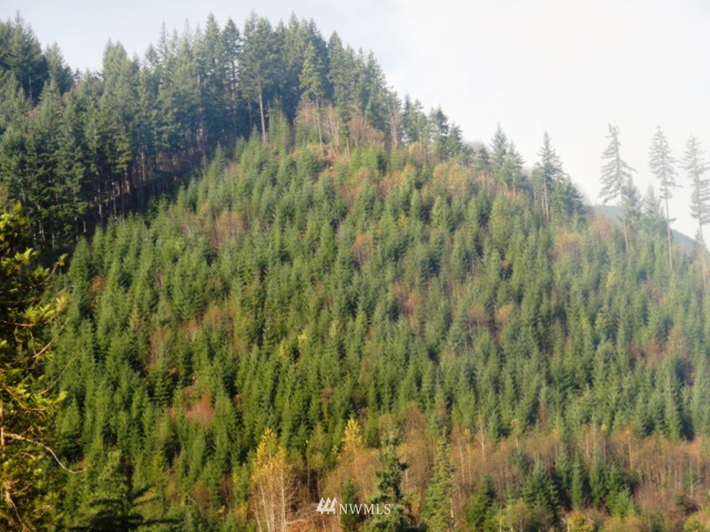 Lot#1 Cline Road Randle, WA 98377 - Photo 14 of 15 Gallery Image 14