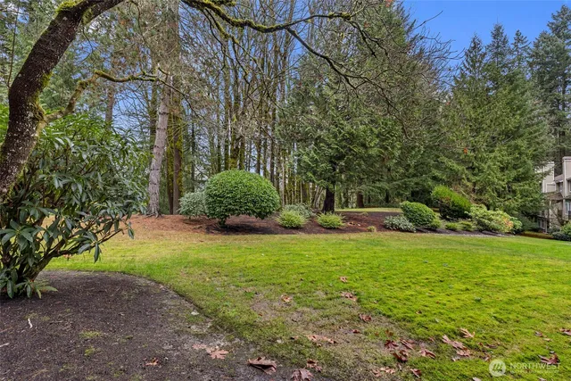 a view of a backyard with large trees