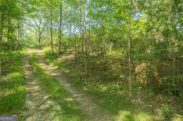 a view of a forest with trees in the background