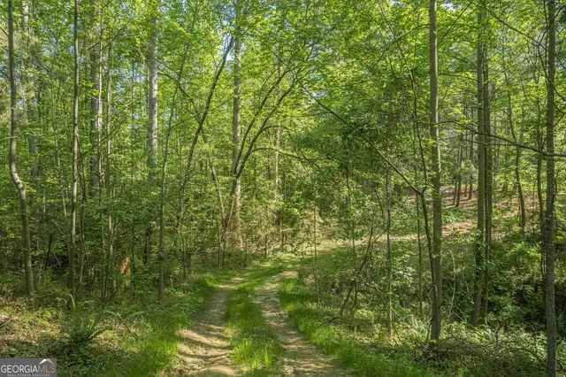 a view of a lush green forest