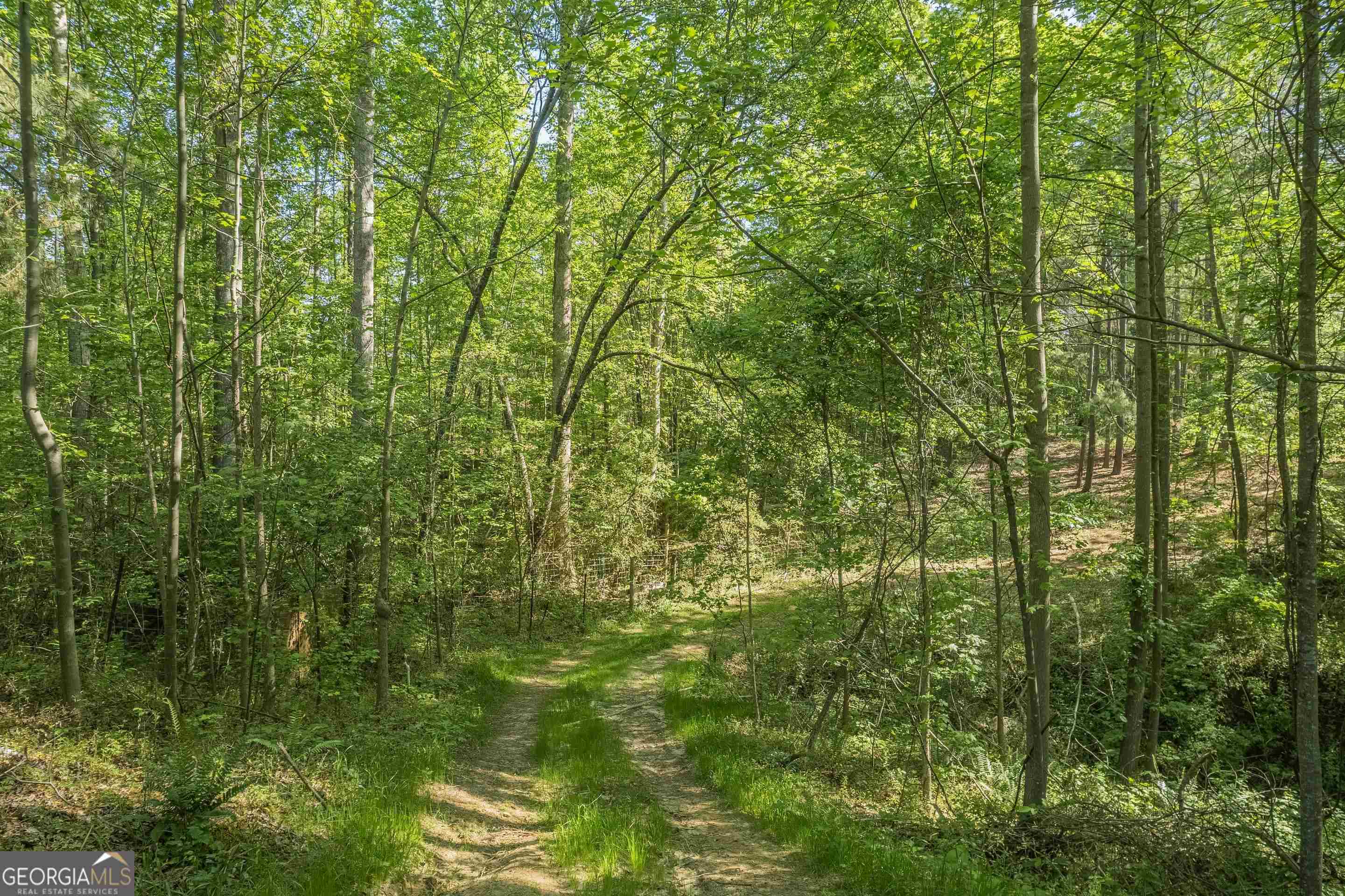 0 Old Mize Road Toccoa, GA 30577 - Photo 3 of 21 a view of a lush green forest
