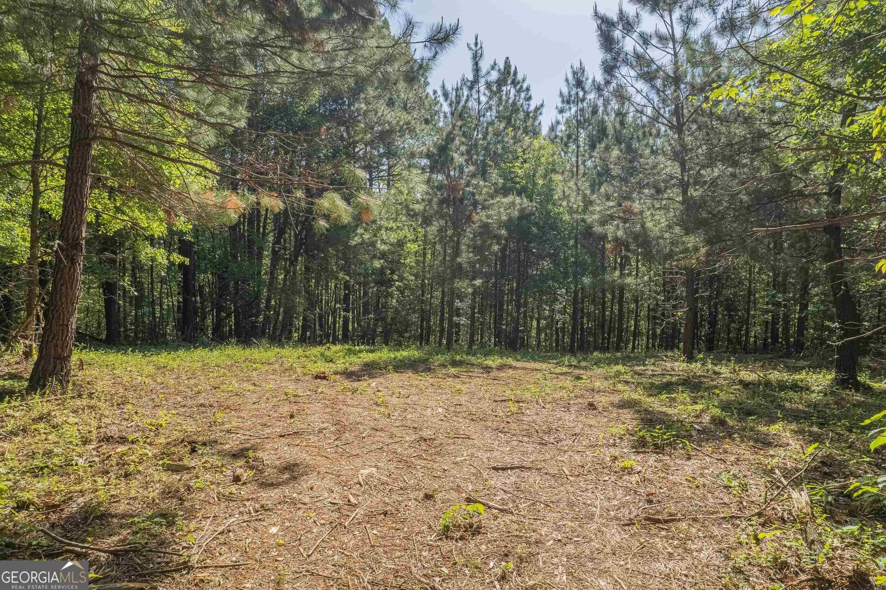 0 Old Mize Road Toccoa, GA 30577 - Photo 10 of 21 a view of a yard with trees