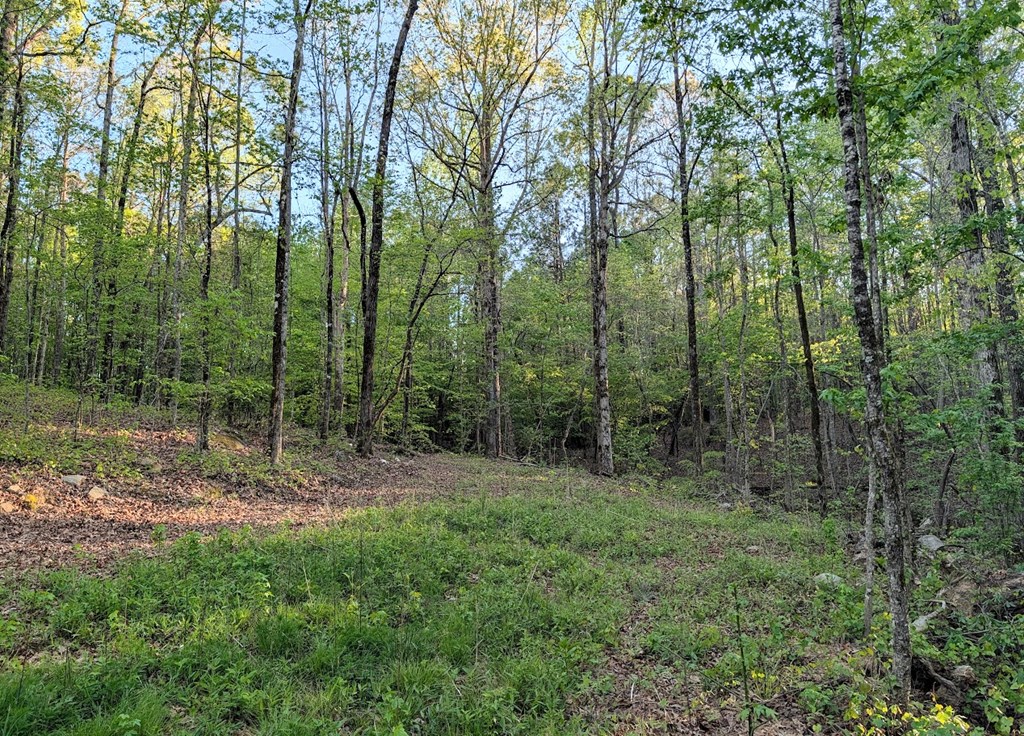 0 Ga Highway Hamilton, GA 31811 - Photo 7 of 20 a view of outdoor space with trees all around