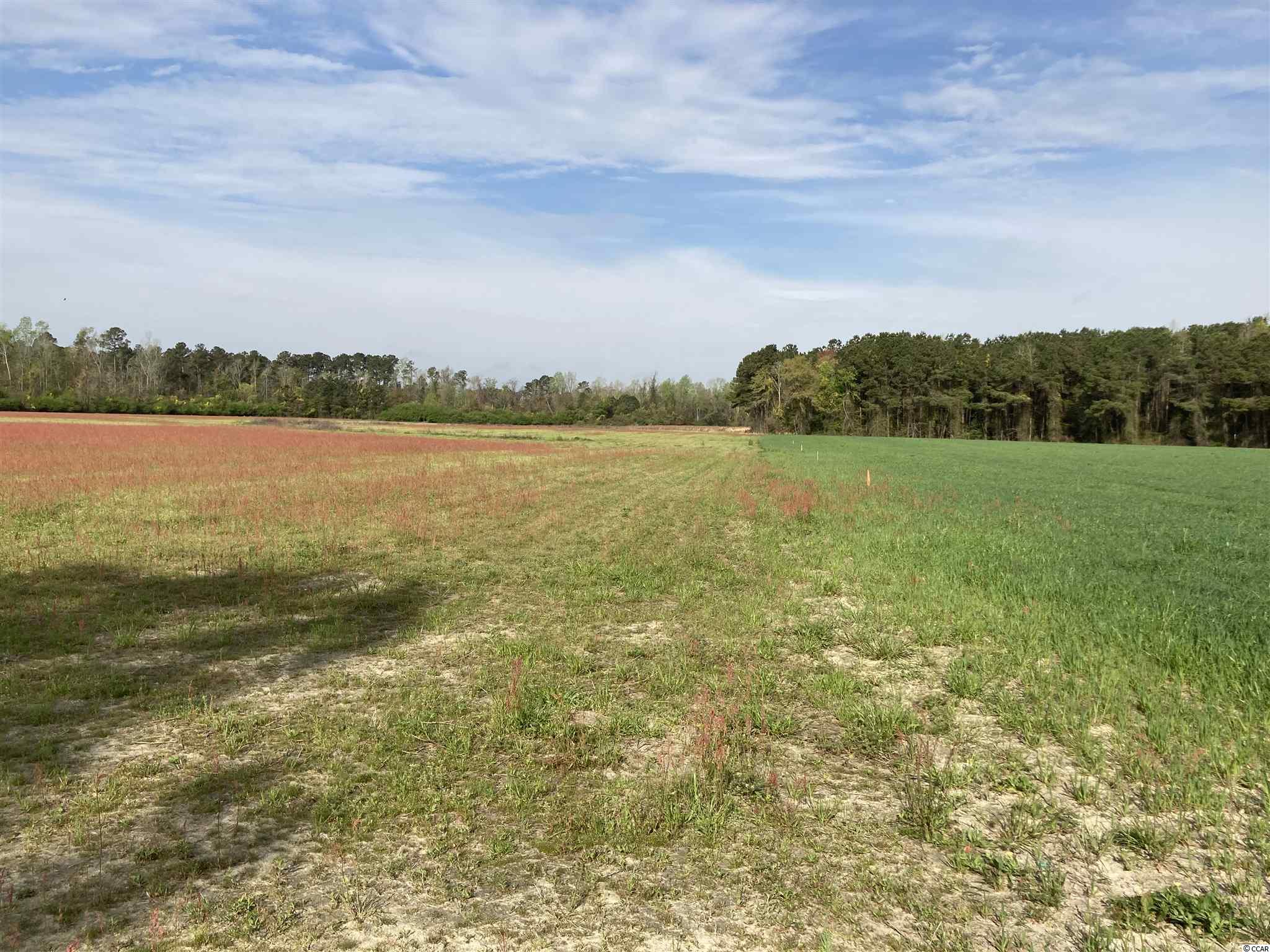 3990 Sandyridge Road Galivants Ferry, SC 29544 - Photo 6 of 8 Gallery Image 6