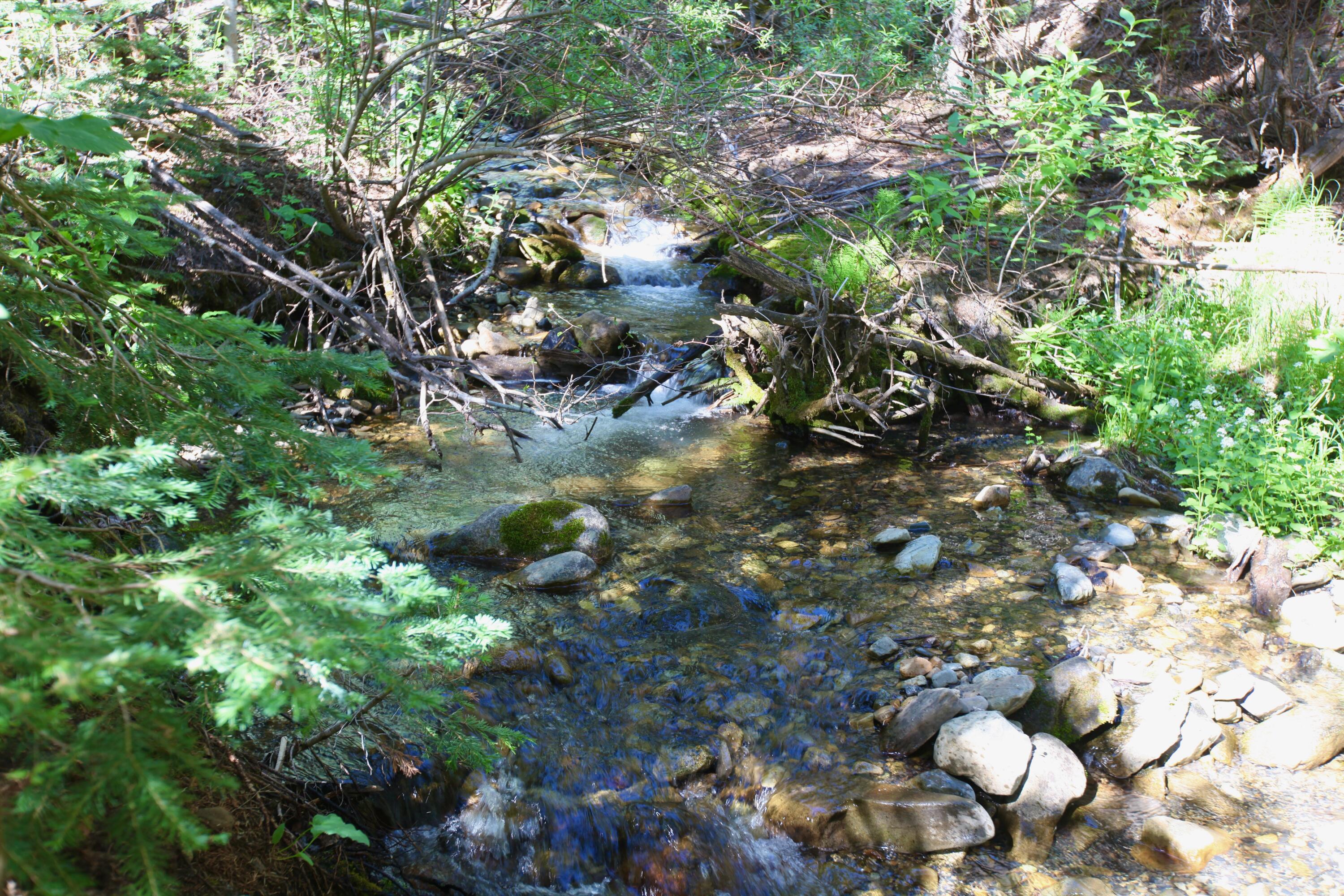 81 Waggoner Road Placerville, CO 81430 - Photo 8 of 18 Lot 66 Wilson Mesa Ranch
