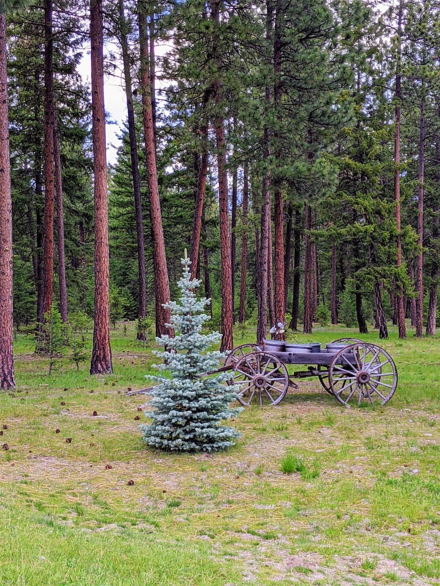 70 Mountain Road Plains, MT 59859 - Photo 12 of 88 Gallery Image 12