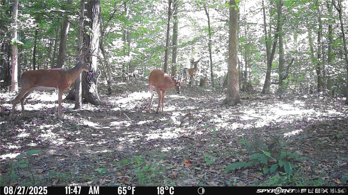 In-62 & Riddle Road English, IN 47137 - Photo 56 of 64