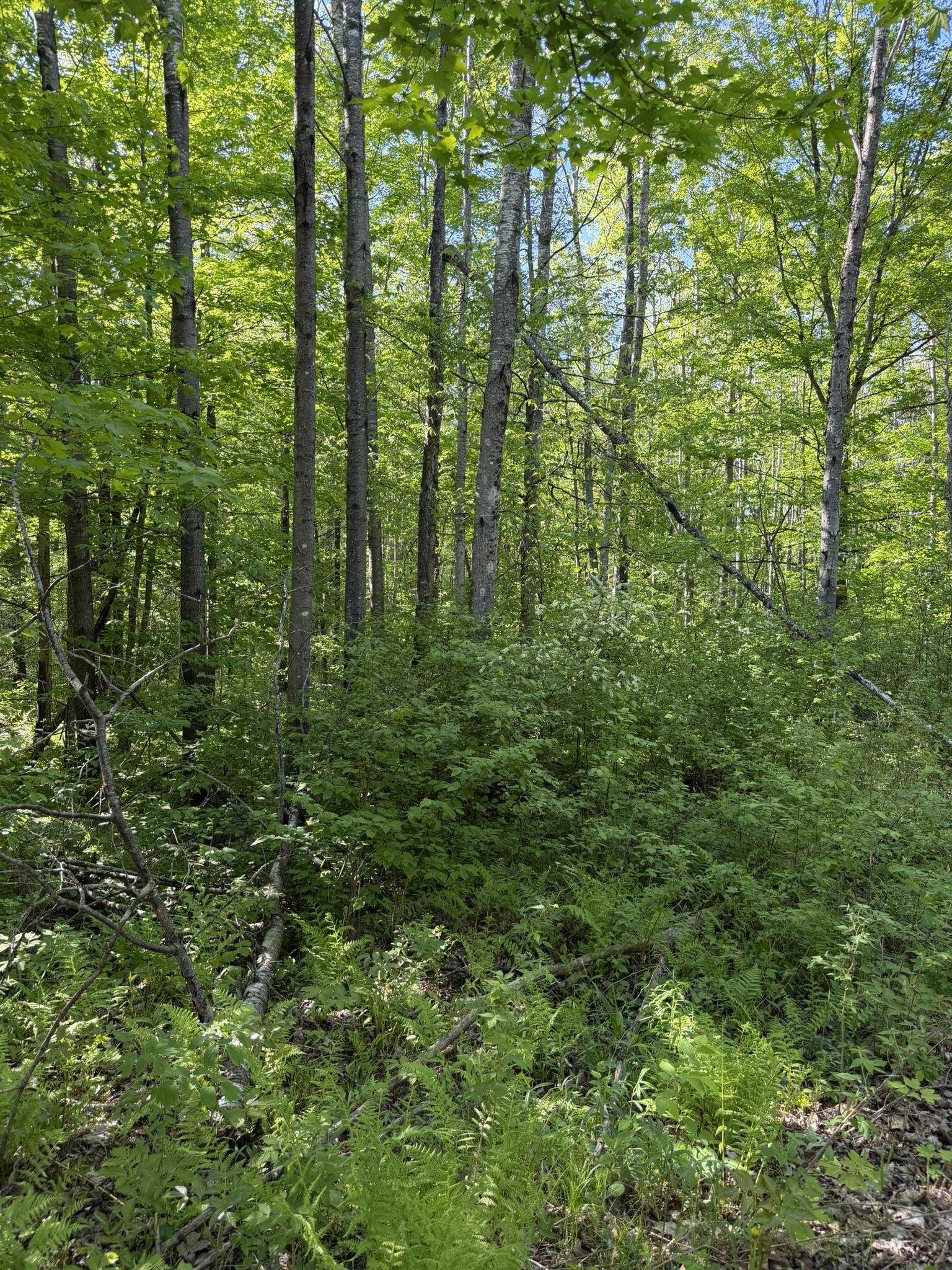 Dream Lake Road, Unit 2 Long Lake, WI 54542 - Photo 2 of 5