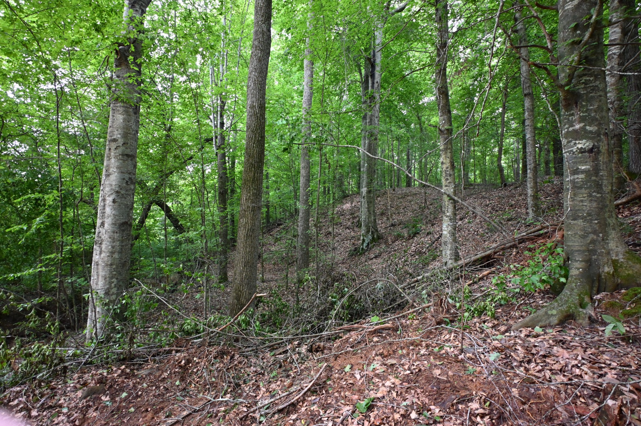 0 Blunt Road Decaturville, TN 38329 - Photo 15 of 43 Gallery Image 15
