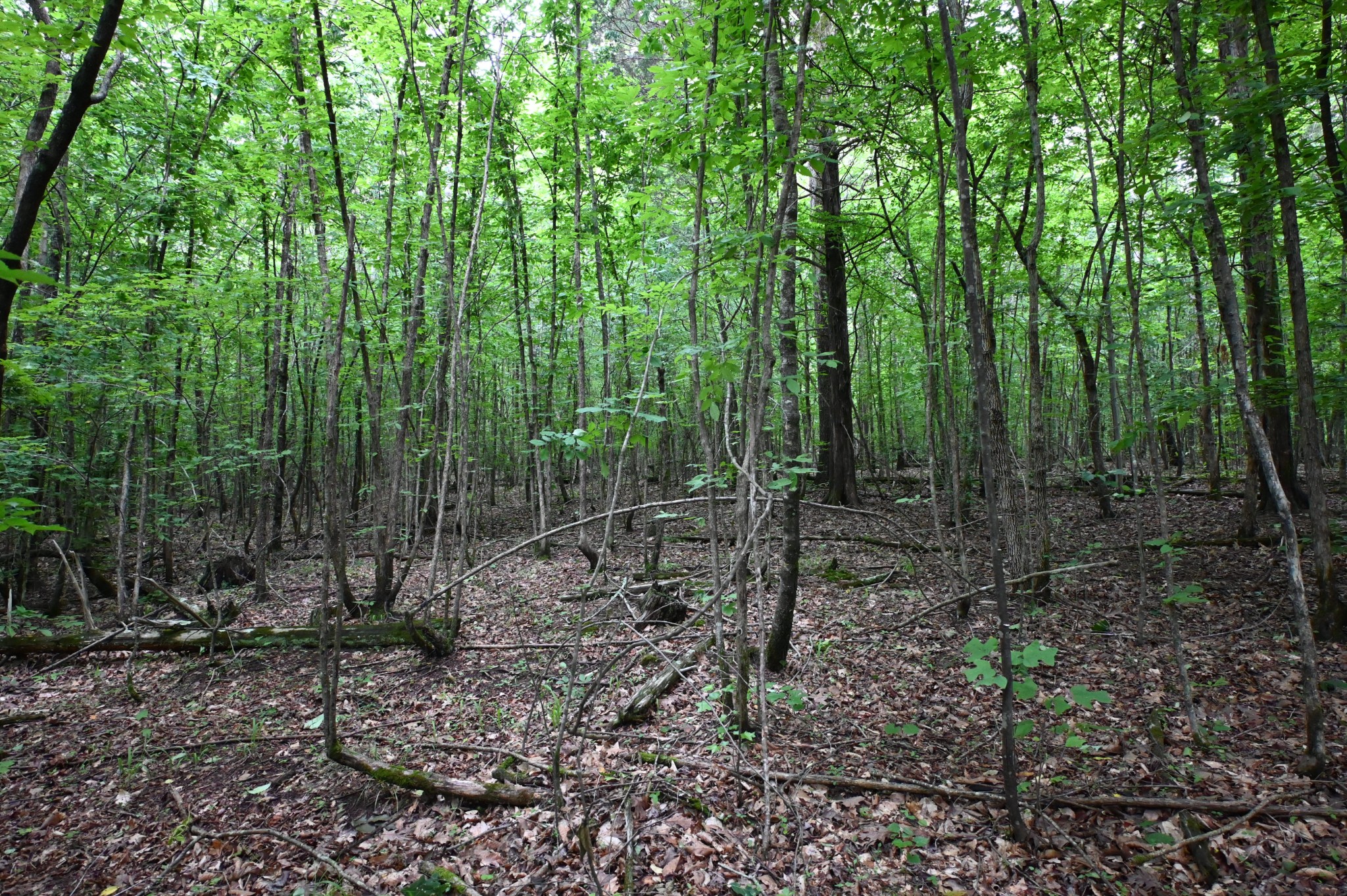 0 Blunt Road Decaturville, TN 38329 - Photo 23 of 43 Gallery Image 23