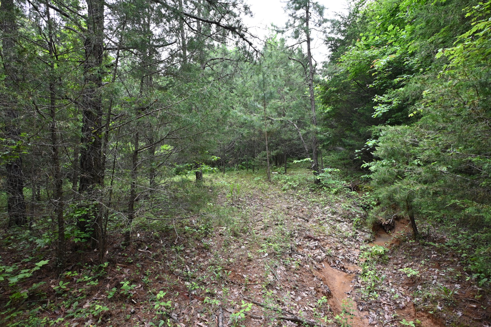 0 Blunt Road Decaturville, TN 38329 - Photo 26 of 43 Gallery Image 26