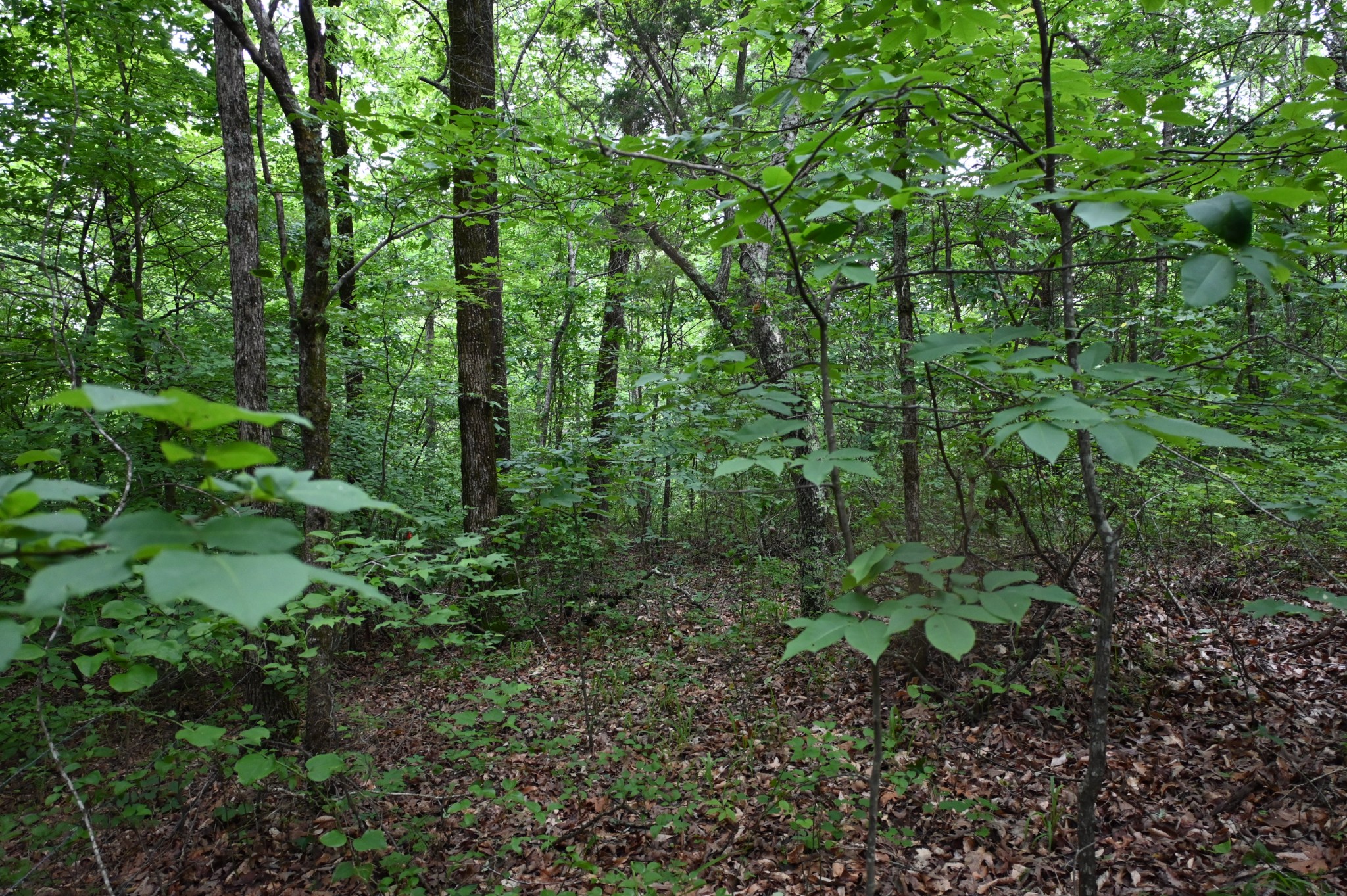 0 Blunt Road Decaturville, TN 38329 - Photo 29 of 43 Gallery Image 29