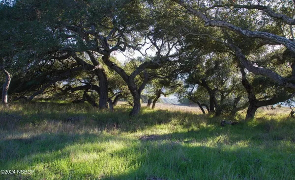 a view of a yard with large trees