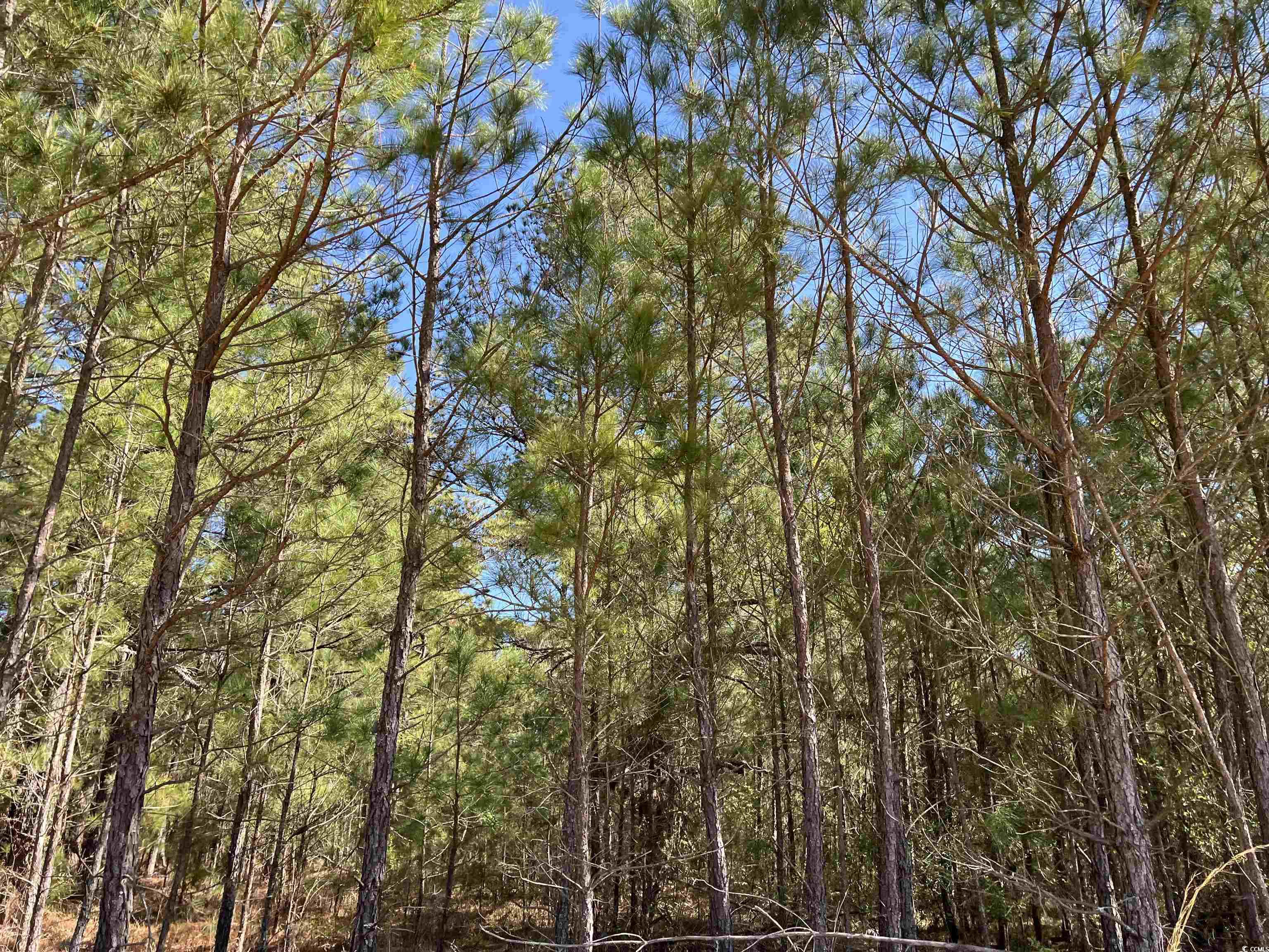 Brenwood Road Lake View, SC 29563 - Photo 14 of 16 Gallery Image 14