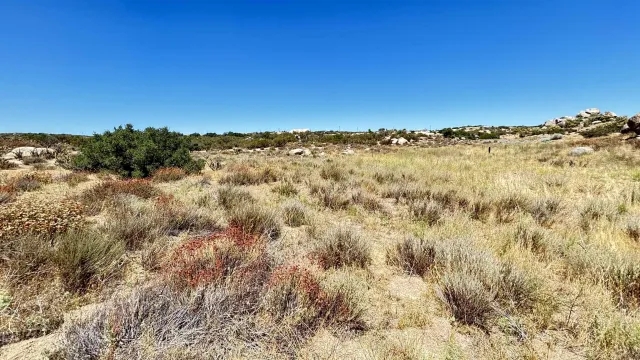 a view of a large tree with a tree in the background