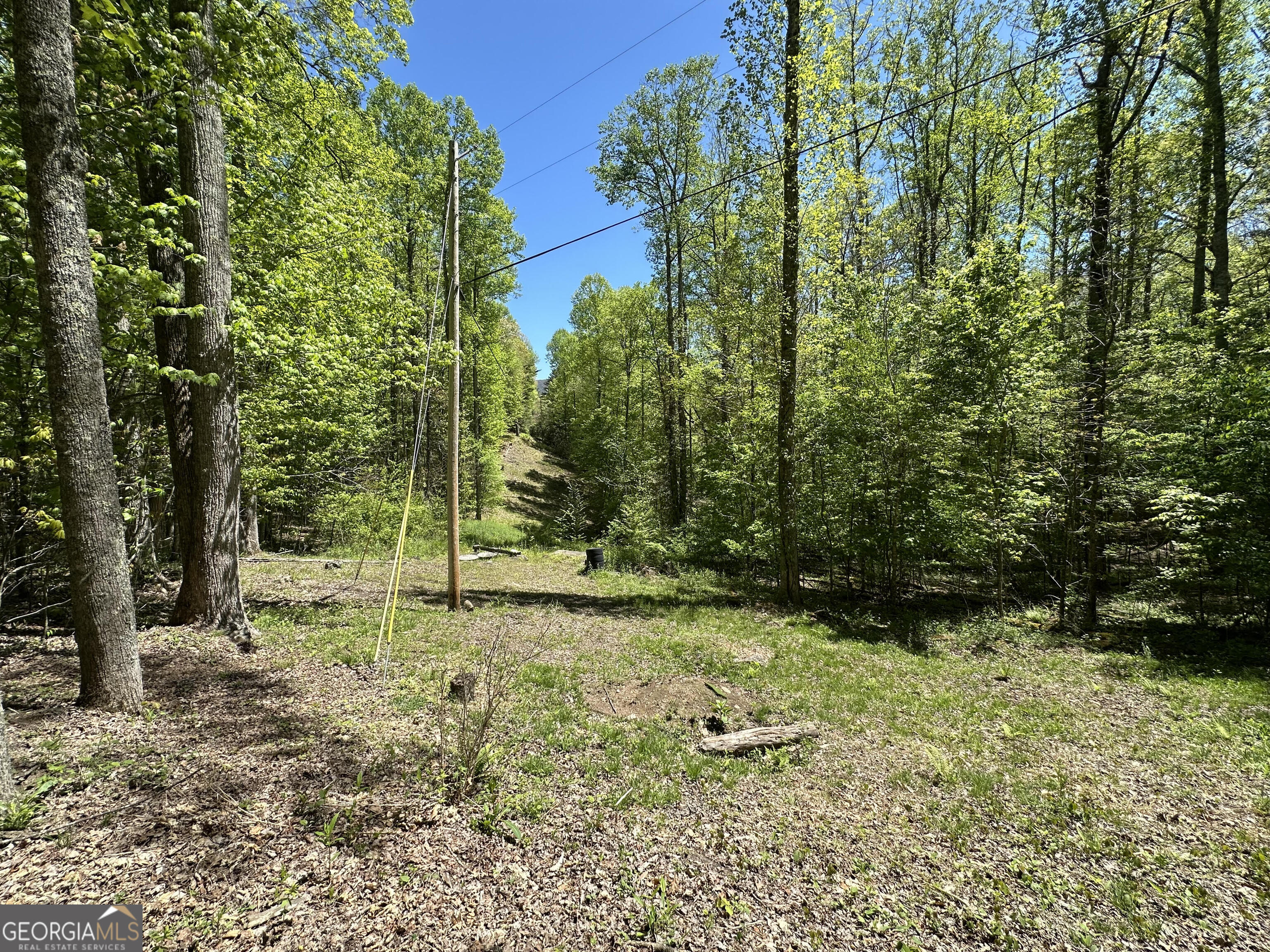 0 Buck Knob Road Scaly Mountain, NC 28775 - Photo 1 of 14 a view of a yard with plants and large trees