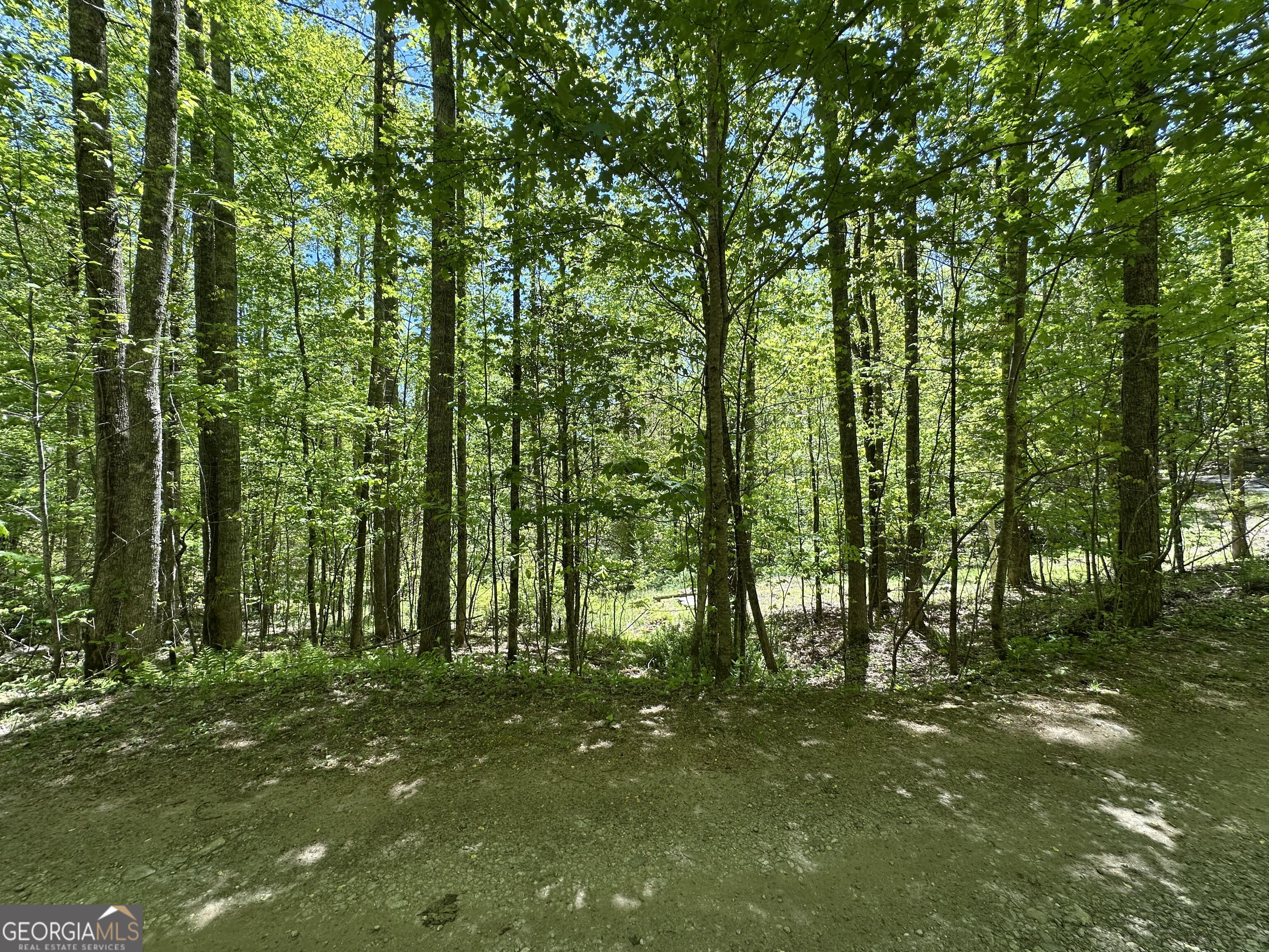 0 Buck Knob Road Scaly Mountain, NC 28775 - Photo 12 of 14 a big yard with lots of green space and trees