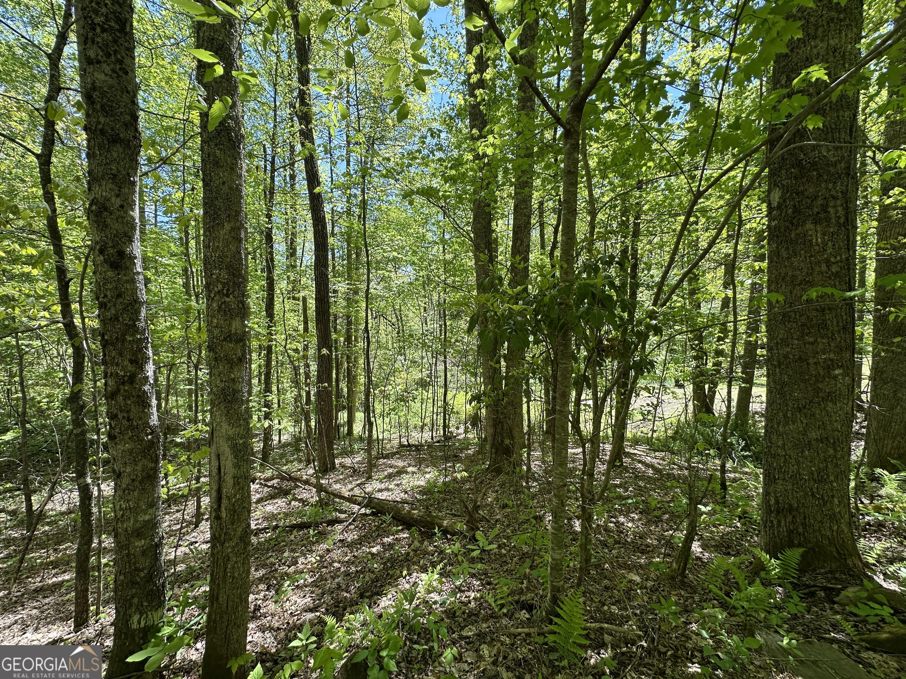 0 Buck Knob Road Scaly Mountain, NC 28775 - Photo 13 of 14 a view of forest