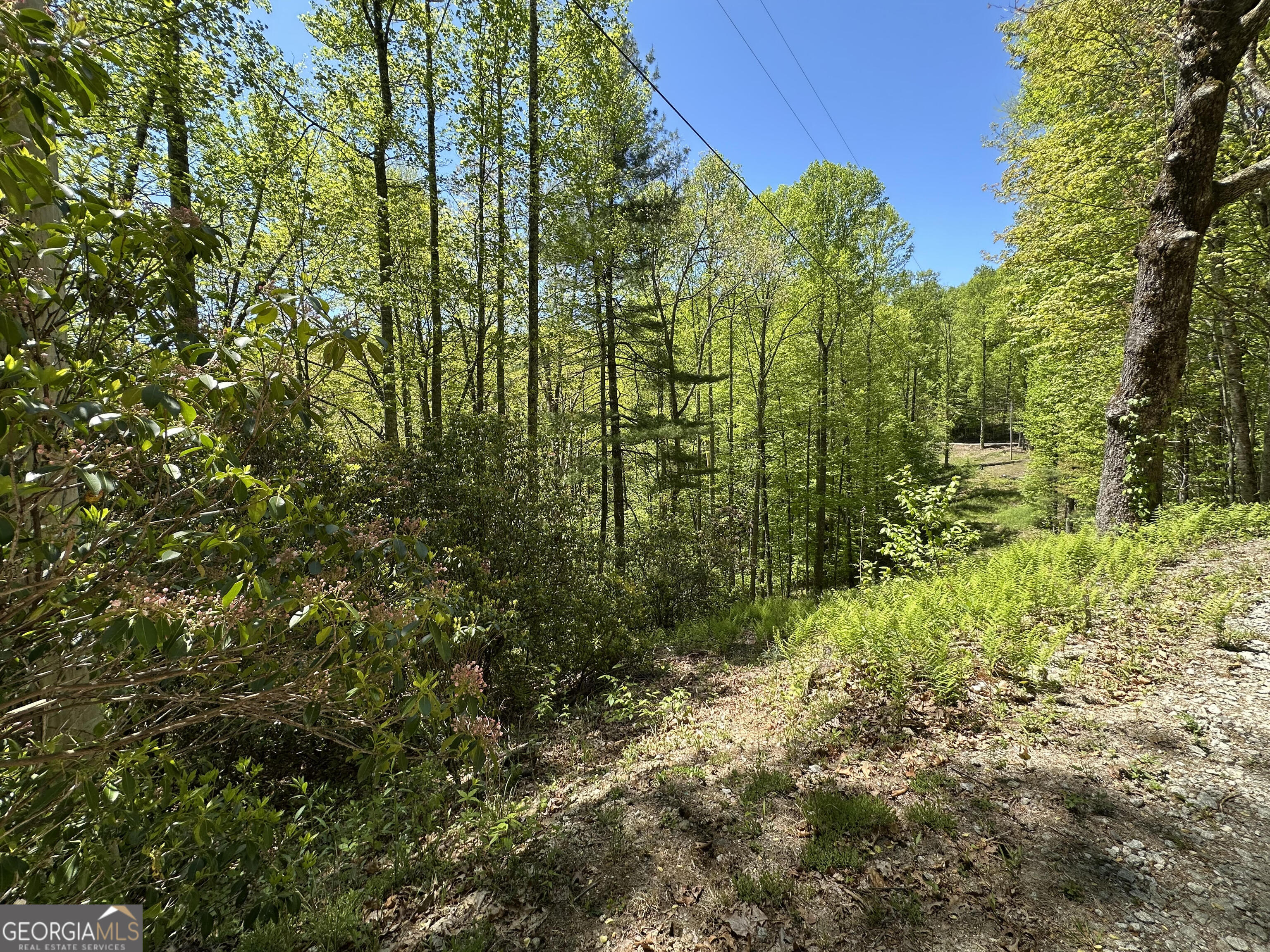 0 Buck Knob Road Scaly Mountain, NC 28775 - Photo 4 of 14 a view of a garden