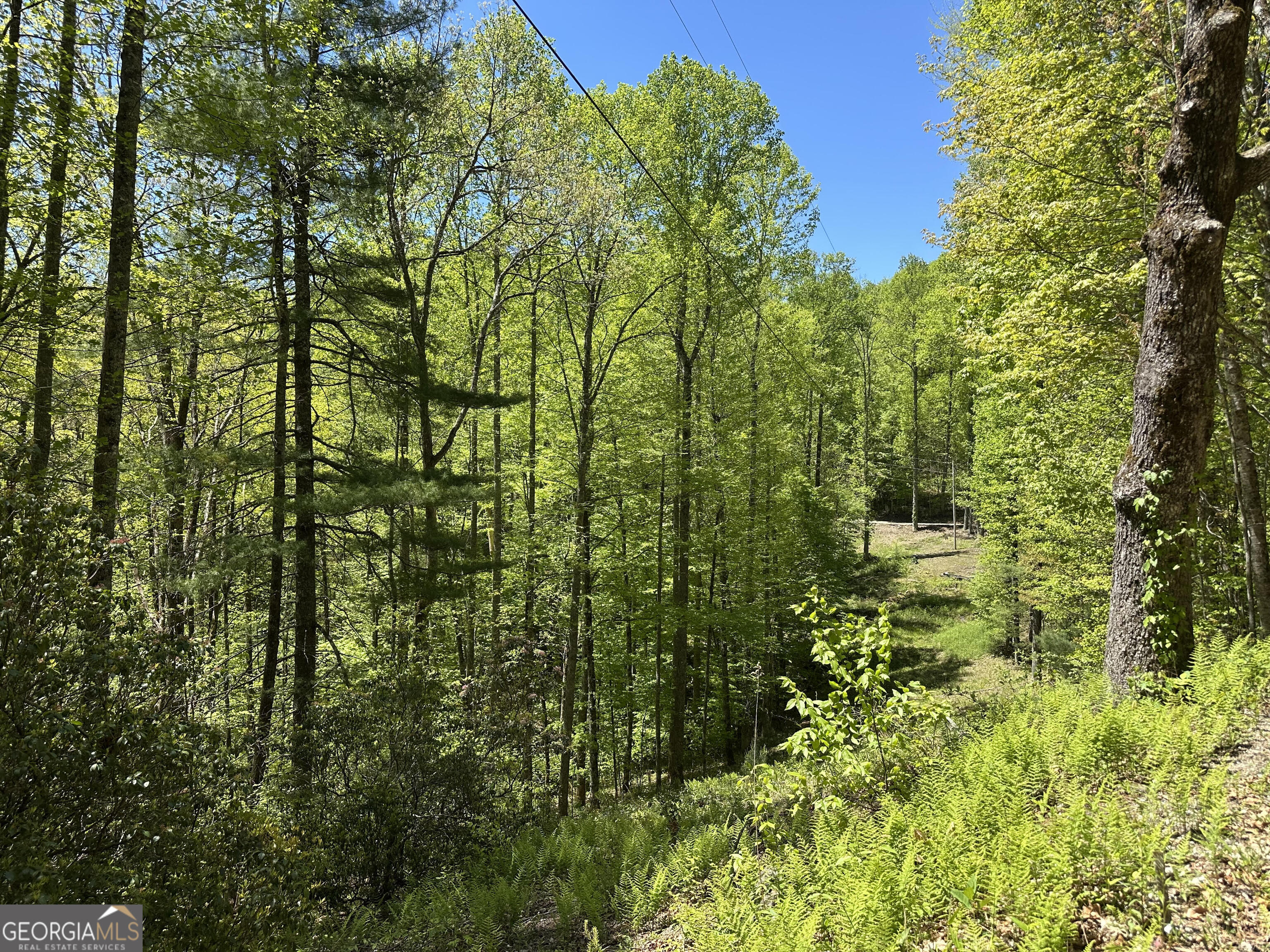 0 Buck Knob Road Scaly Mountain, NC 28775 - Photo 5 of 14 a view of a garden