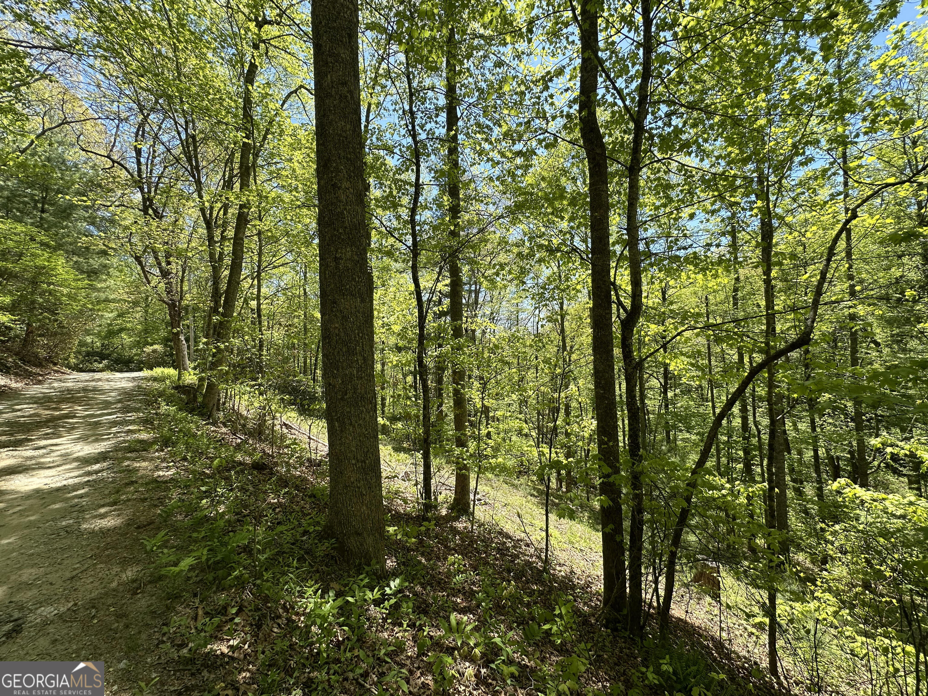0 Buck Knob Road Scaly Mountain, NC 28775 - Photo 7 of 14 a view of forest