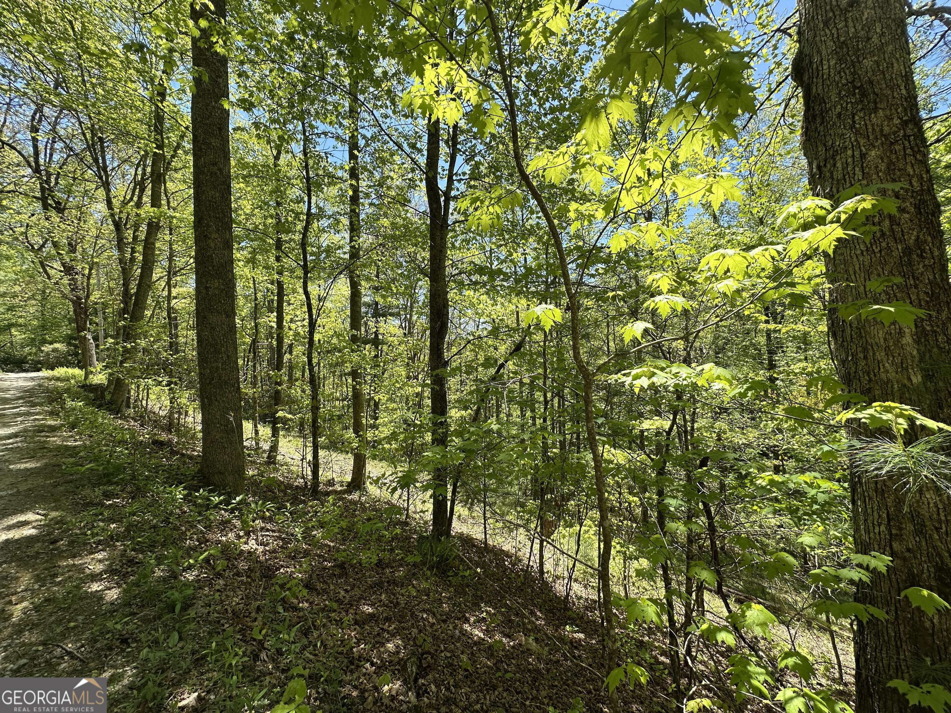 0 Buck Knob Road Scaly Mountain, NC 28775 - Photo 8 of 14 a view of outdoor space and trees all around