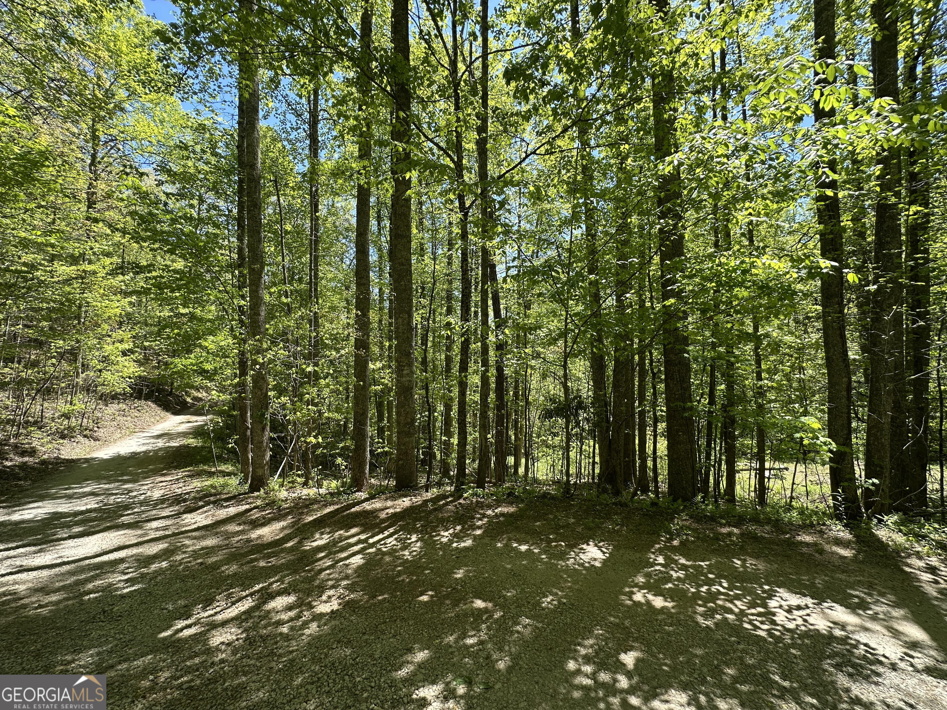 0 Buck Knob Road Scaly Mountain, NC 28775 - Photo 10 of 14 a view of yard