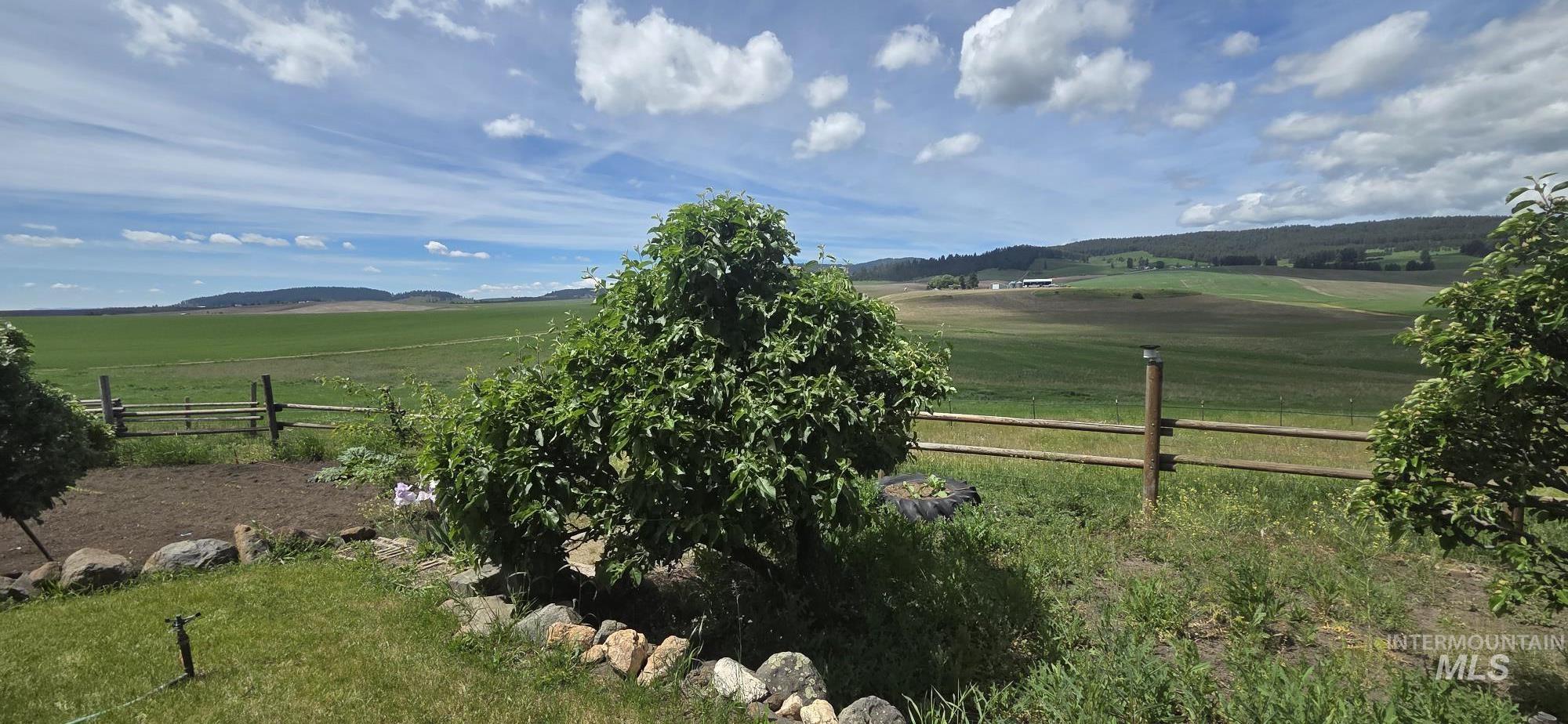 394 Substation Road Cottonwood, ID 83522 - Photo 11 of 37 Expansive grassy lot with mature deciduous and evergreen trees