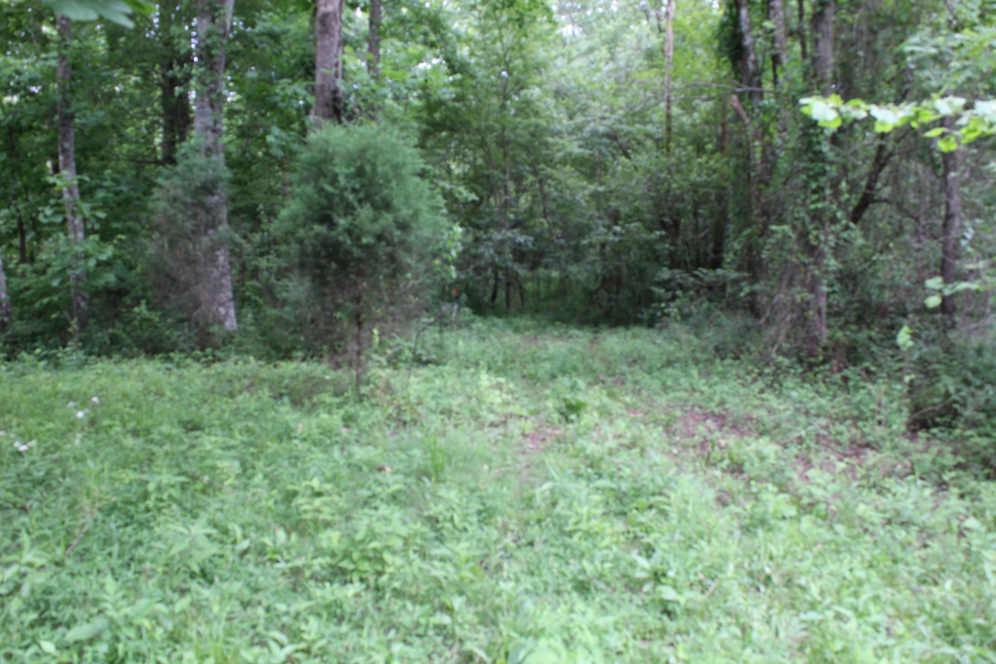 139 Shepherd Hills Road Hohenwald, TN 38462 - Photo 5 of 24 Gallery Image 5