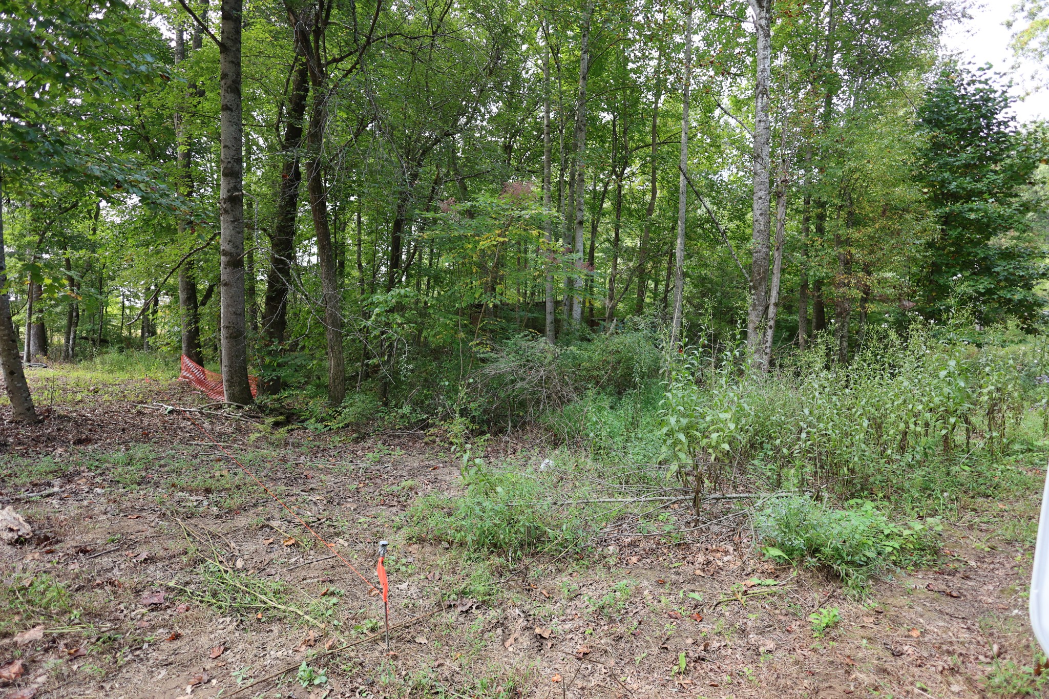 245 Woolf Pass Lane Sparta, TN 38583 - Photo 1 of 15 a view of a forest with trees in the background