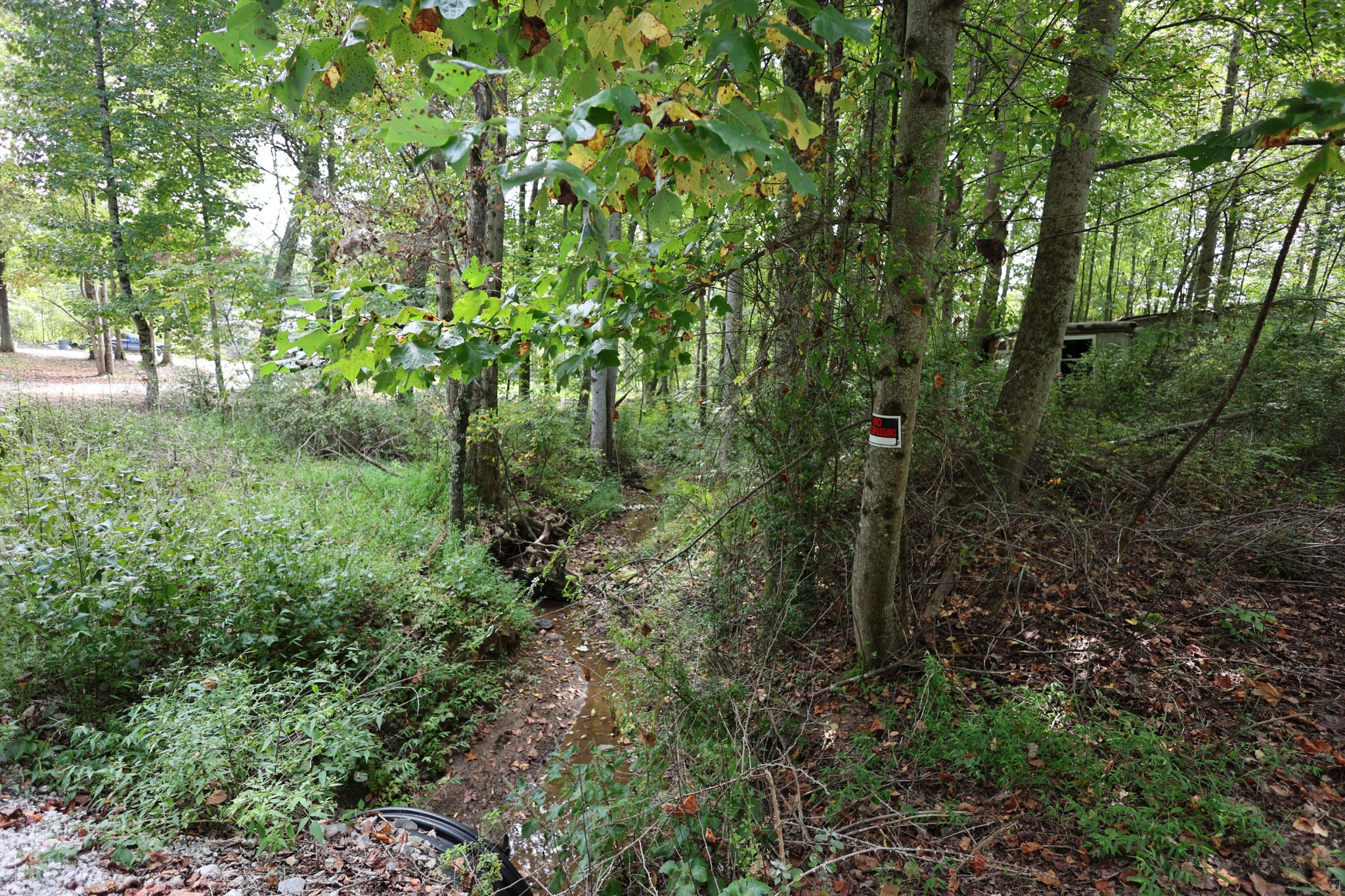 245 Woolf Pass Lane Sparta, TN 38583 - Photo 11 of 15 a view of a forest with lots of trees