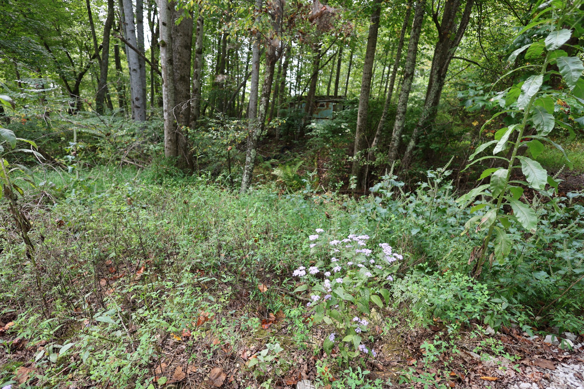 245 Woolf Pass Lane Sparta, TN 38583 - Photo 12 of 15 a view of a lush green forest
