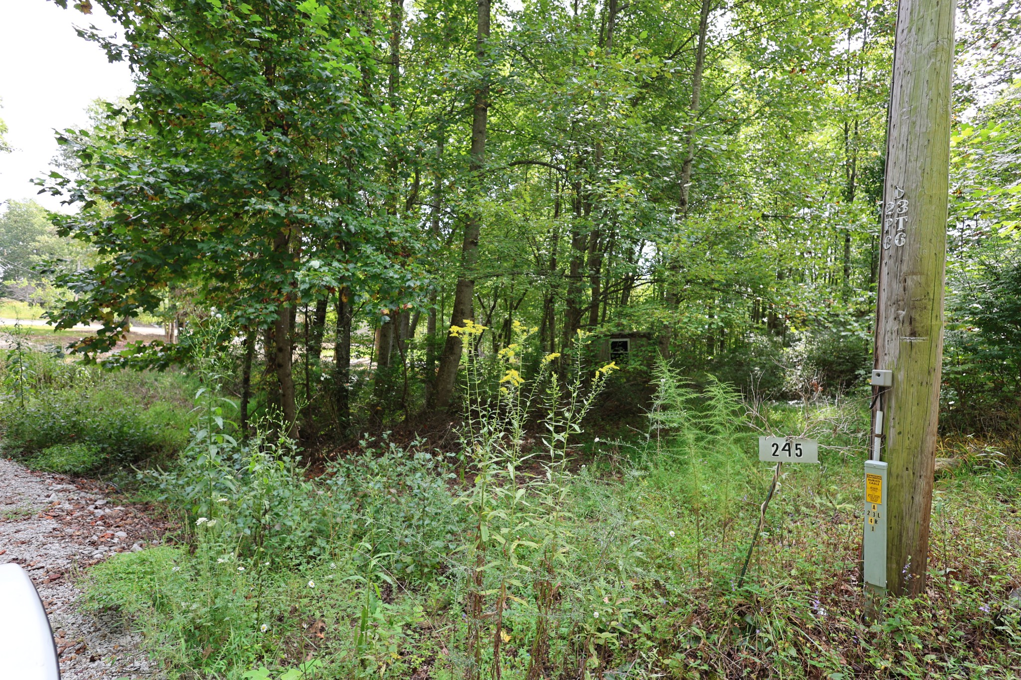 245 Woolf Pass Lane Sparta, TN 38583 - Photo 14 of 15 a view of a lush green forest