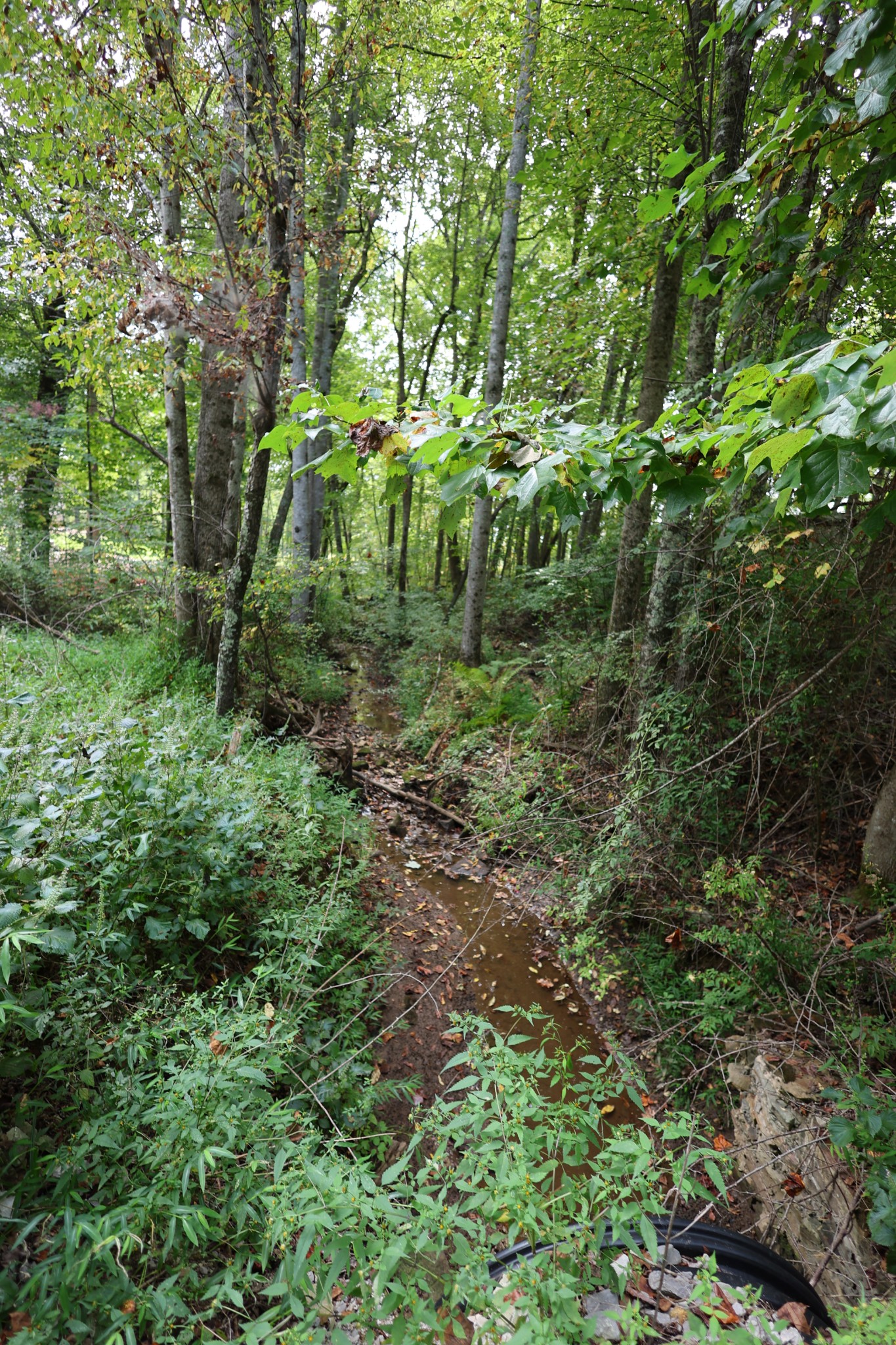 245 Woolf Pass Lane Sparta, TN 38583 - Photo 10 of 15 a view of yard