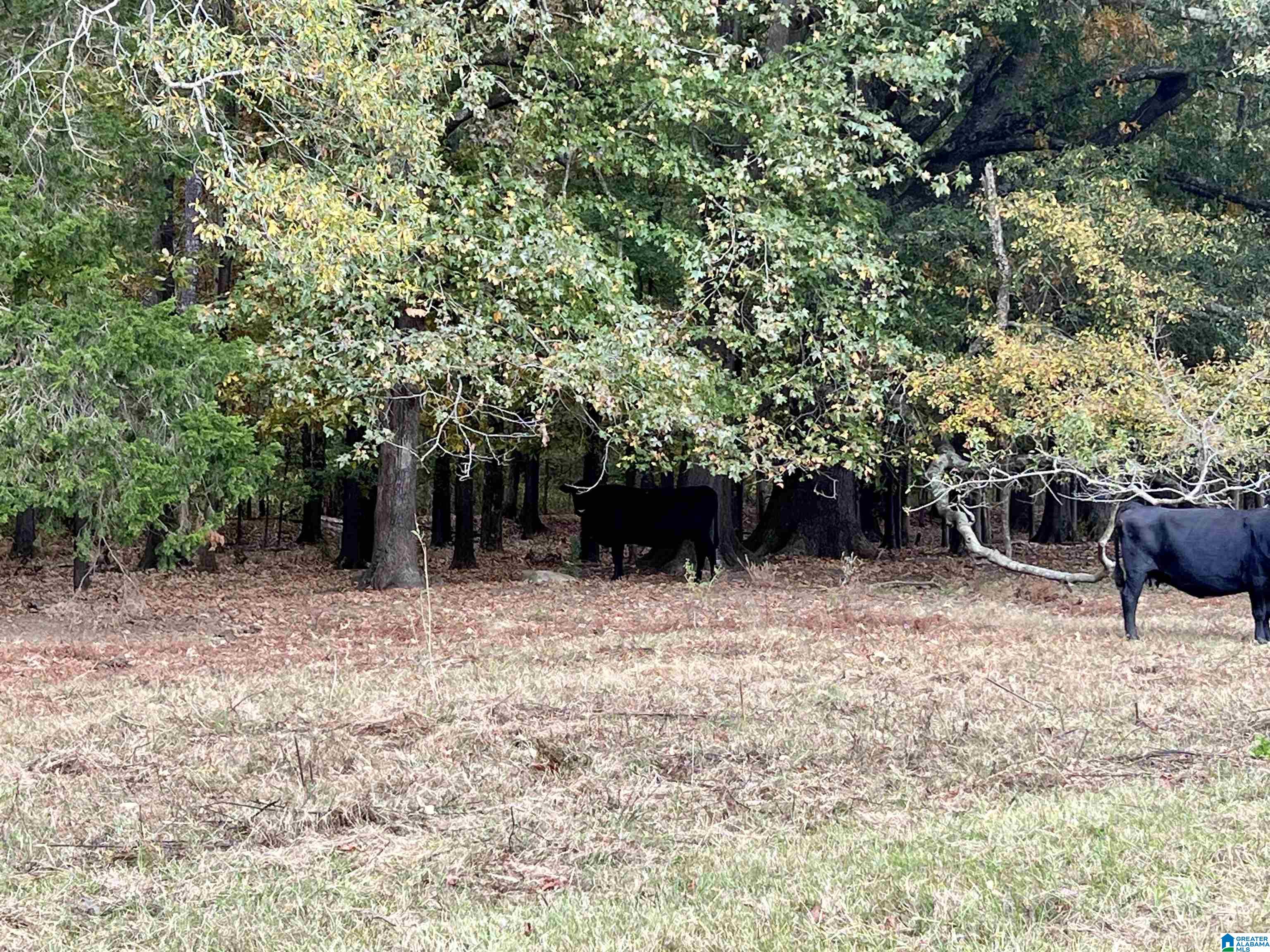 0 Rock Springs Road, Unit 52 24 Warrior, AL 35180 - Photo 38 of 39