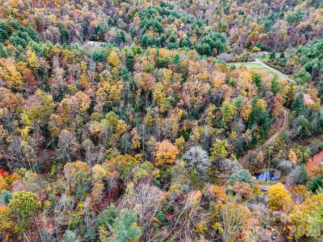 a view of a large tree