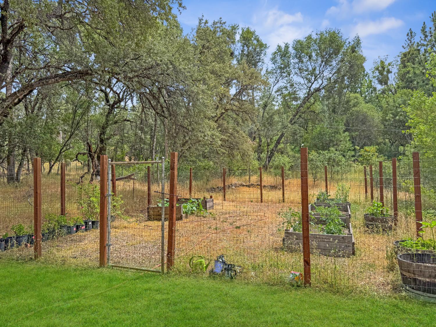 15655 Rough And Ready Highway Rough and Ready, CA 95975 - Photo 36 of 48 a view of yard with tree