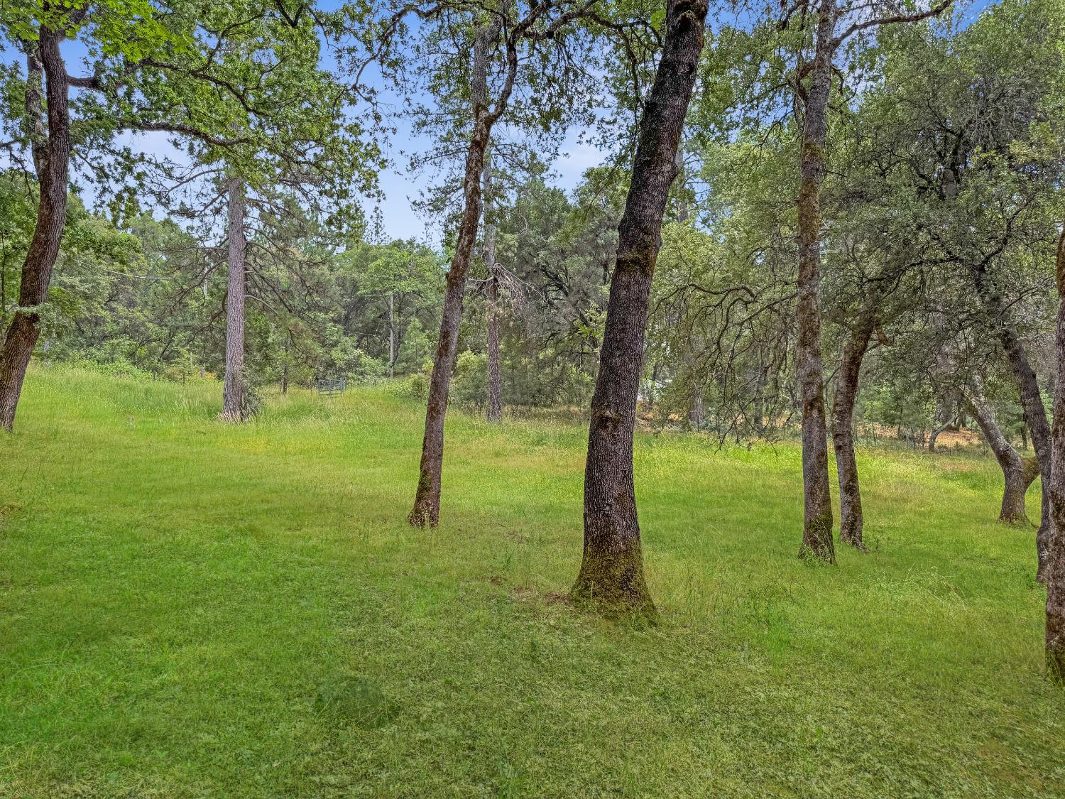 15655 Rough And Ready Highway Rough and Ready, CA 95975 - Photo 39 of 48 a view of field with trees in the background
