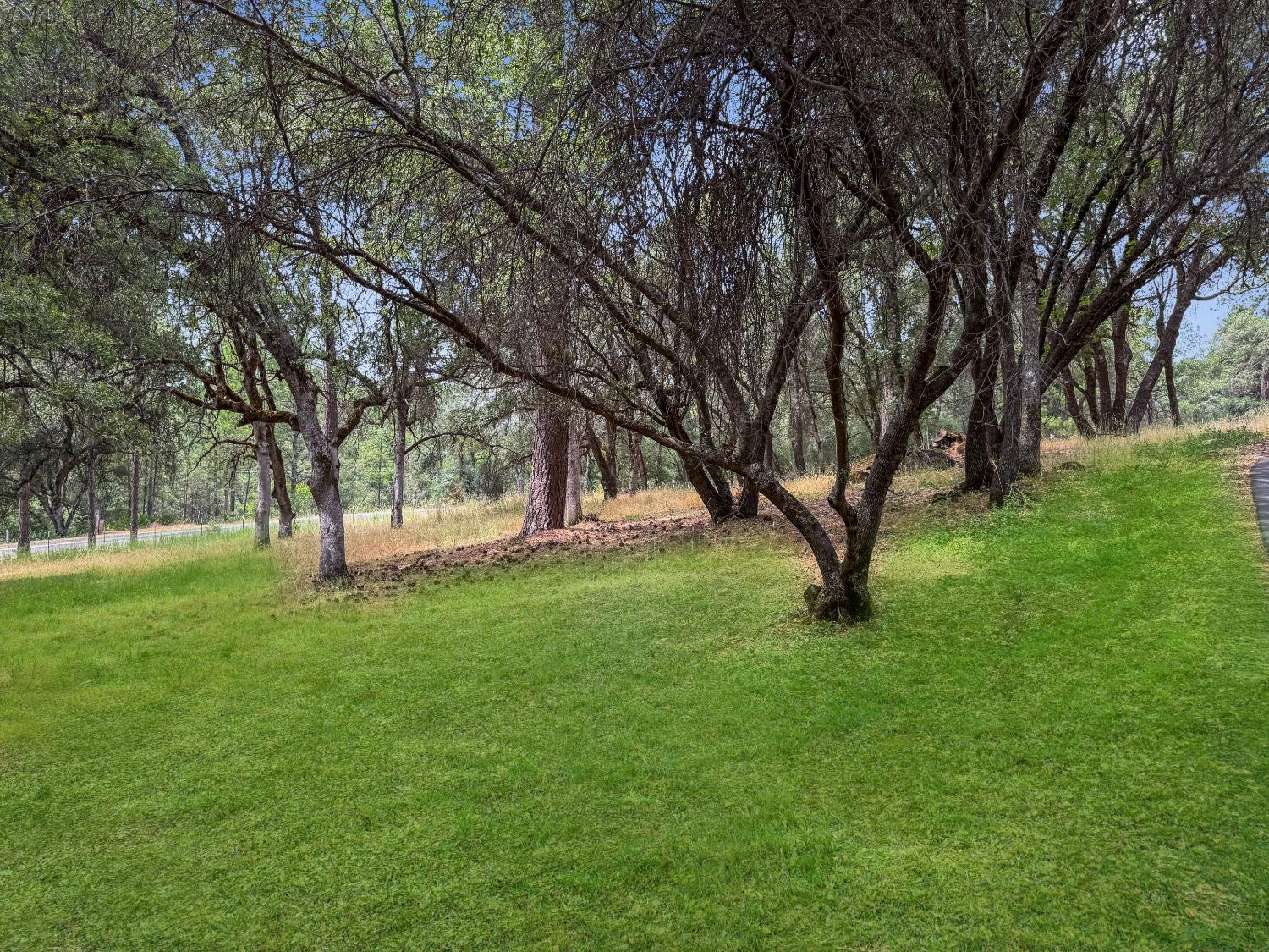 15655 Rough And Ready Highway Rough and Ready, CA 95975 - Photo 41 of 48 a view of backyard with large trees