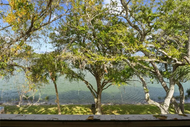 front view of a large tree