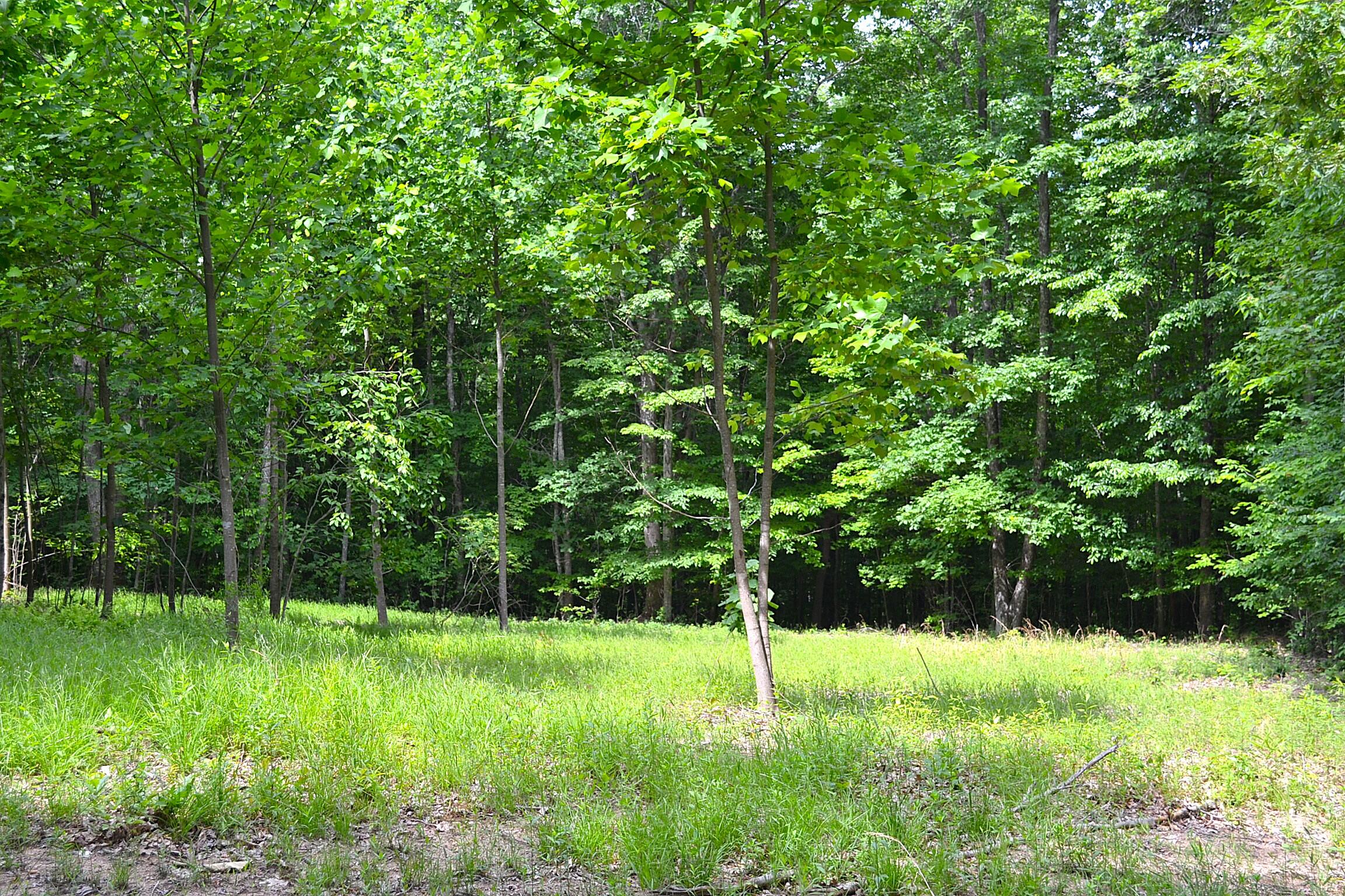 Cold Hollow Road Rainelle, WV 25962 - Photo 25 of 31 Gallery Image 25