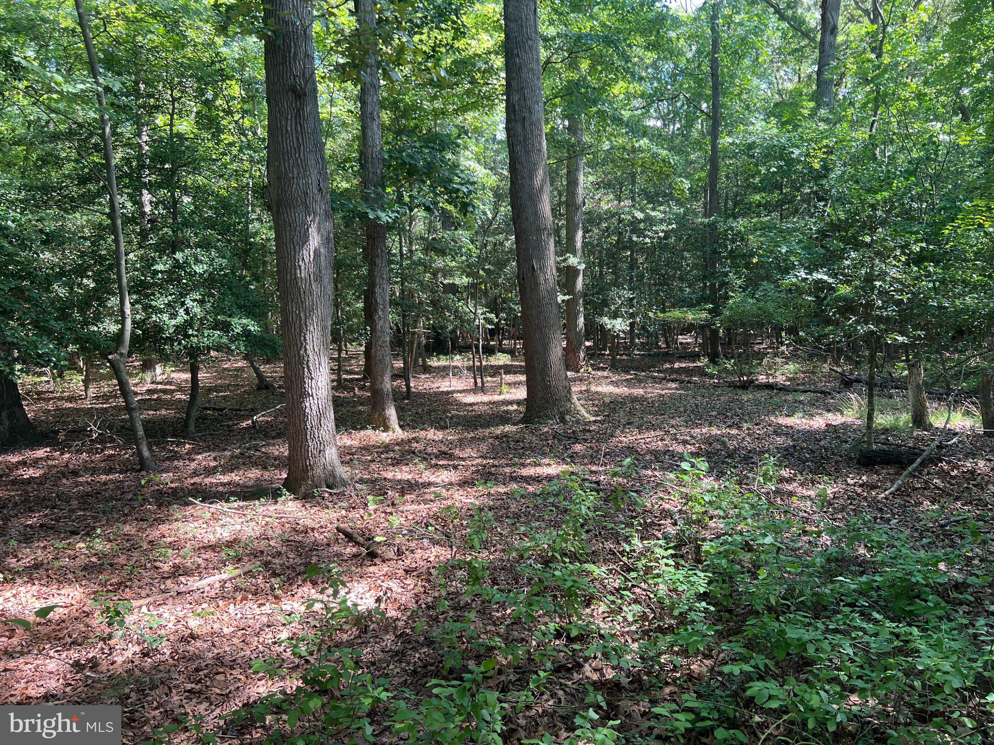 Cedar Court Hebron, MD 21830 - Photo 7 of 13
