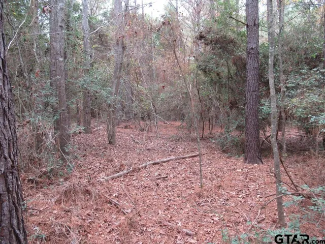 a view of a forest with trees in the background