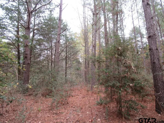 a view of a forest with trees in the background